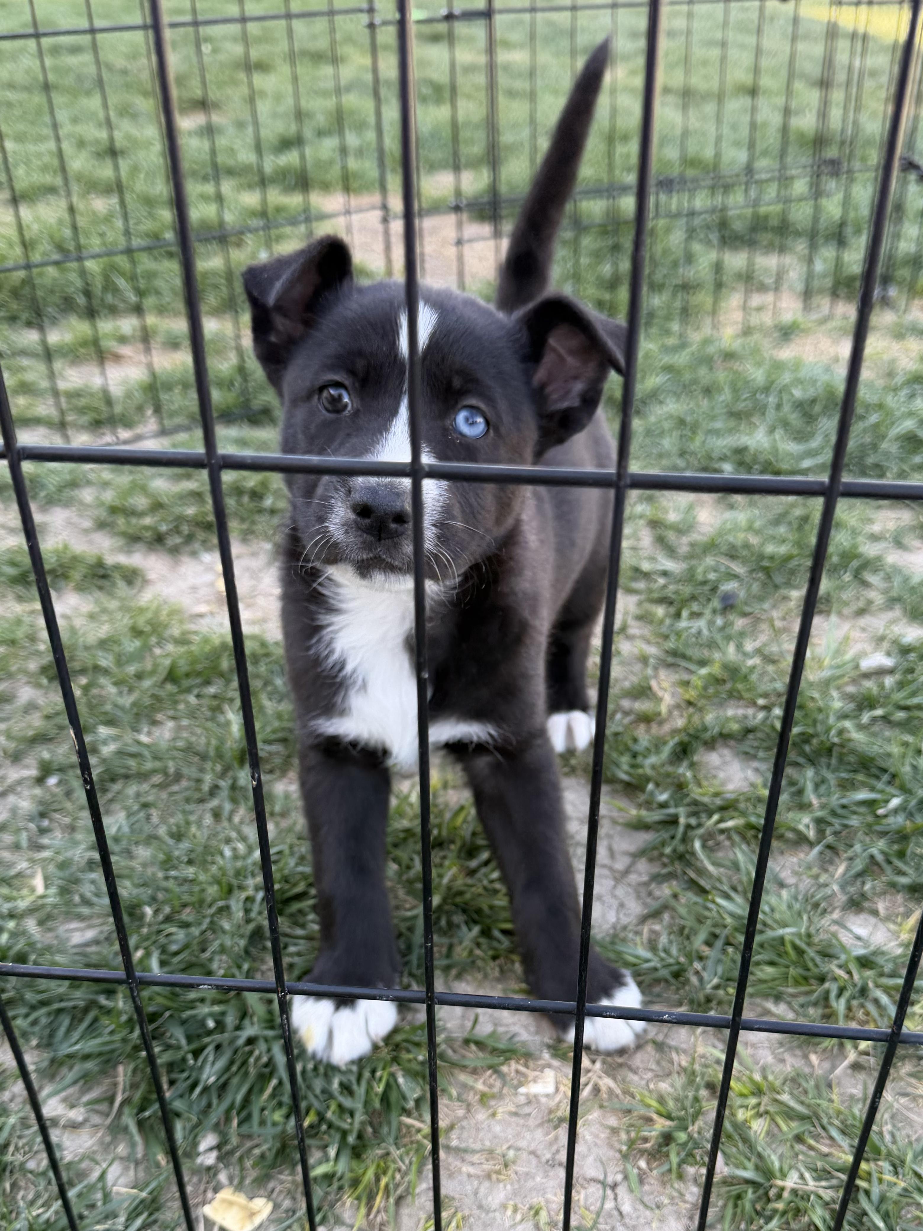 Enlarge Puppy Violet, an adopted mixed breed in Lompoc, CA image 1/3