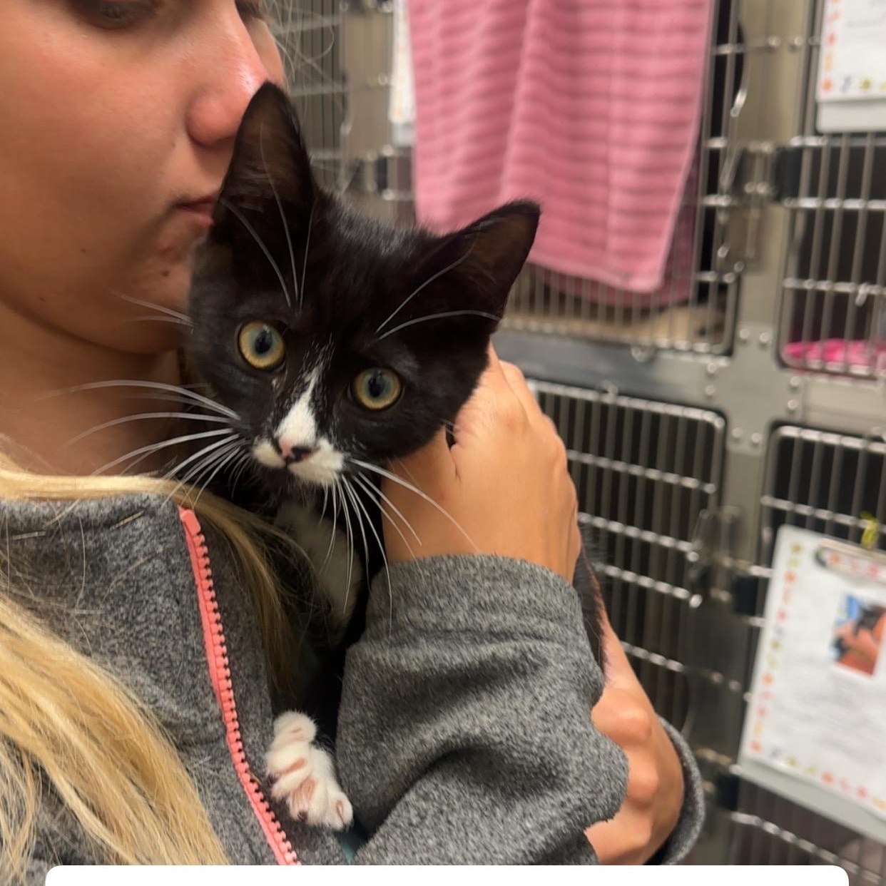 Enlarge Storm, a Adoptable Domestic Short Hair in Amherst, VA image 1/1