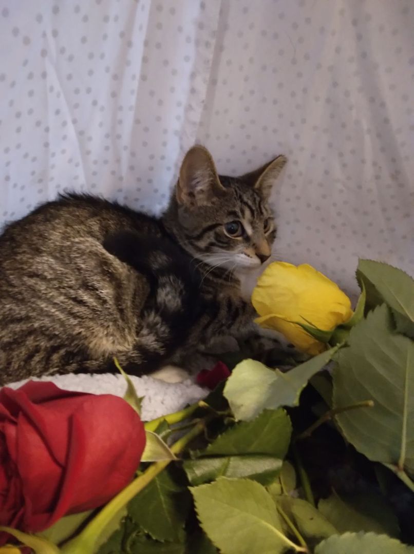 Cassipia - RICHMOND, IN, Young Female Domestic Short Hair