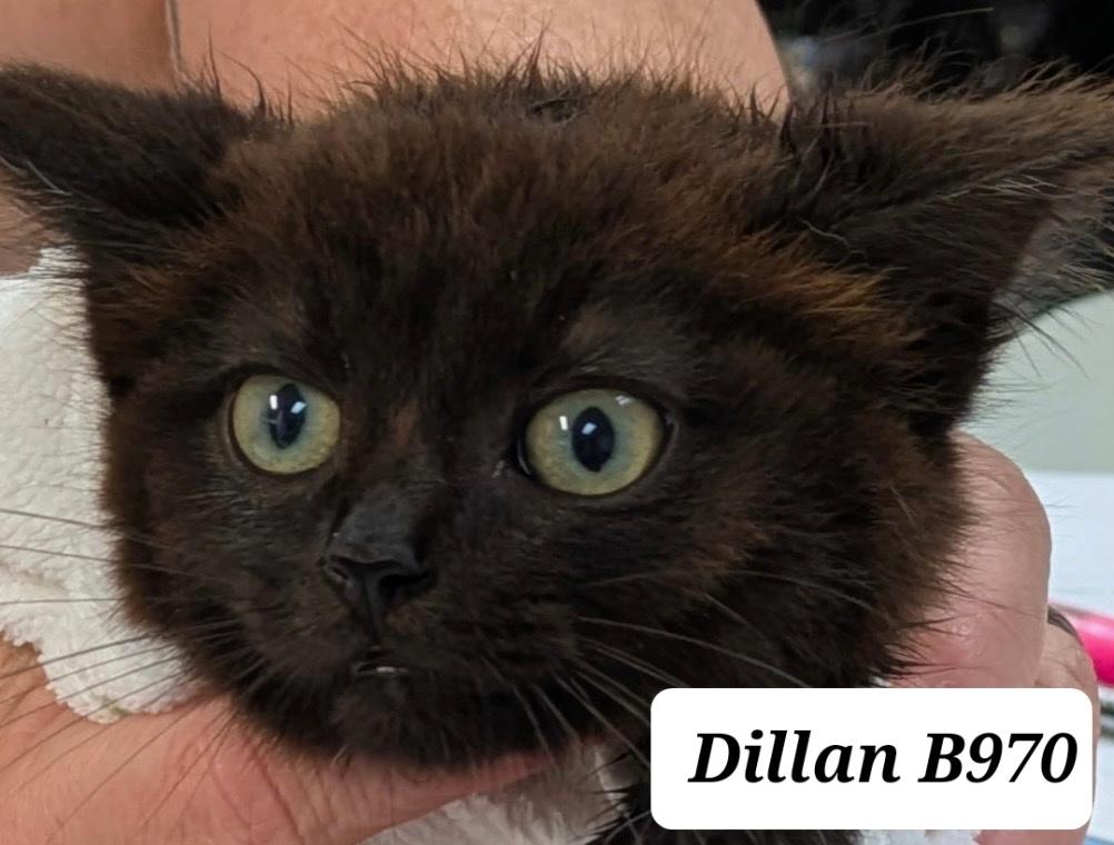 Dillan, ADOPTABLE, Kitten Male Domestic Medium Hair.