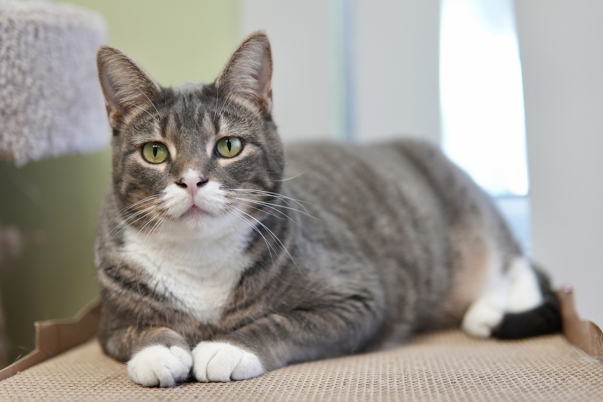 Dottie Minerva, a Adoptable Domestic Short Hair in Davenport, IA image 1/6
