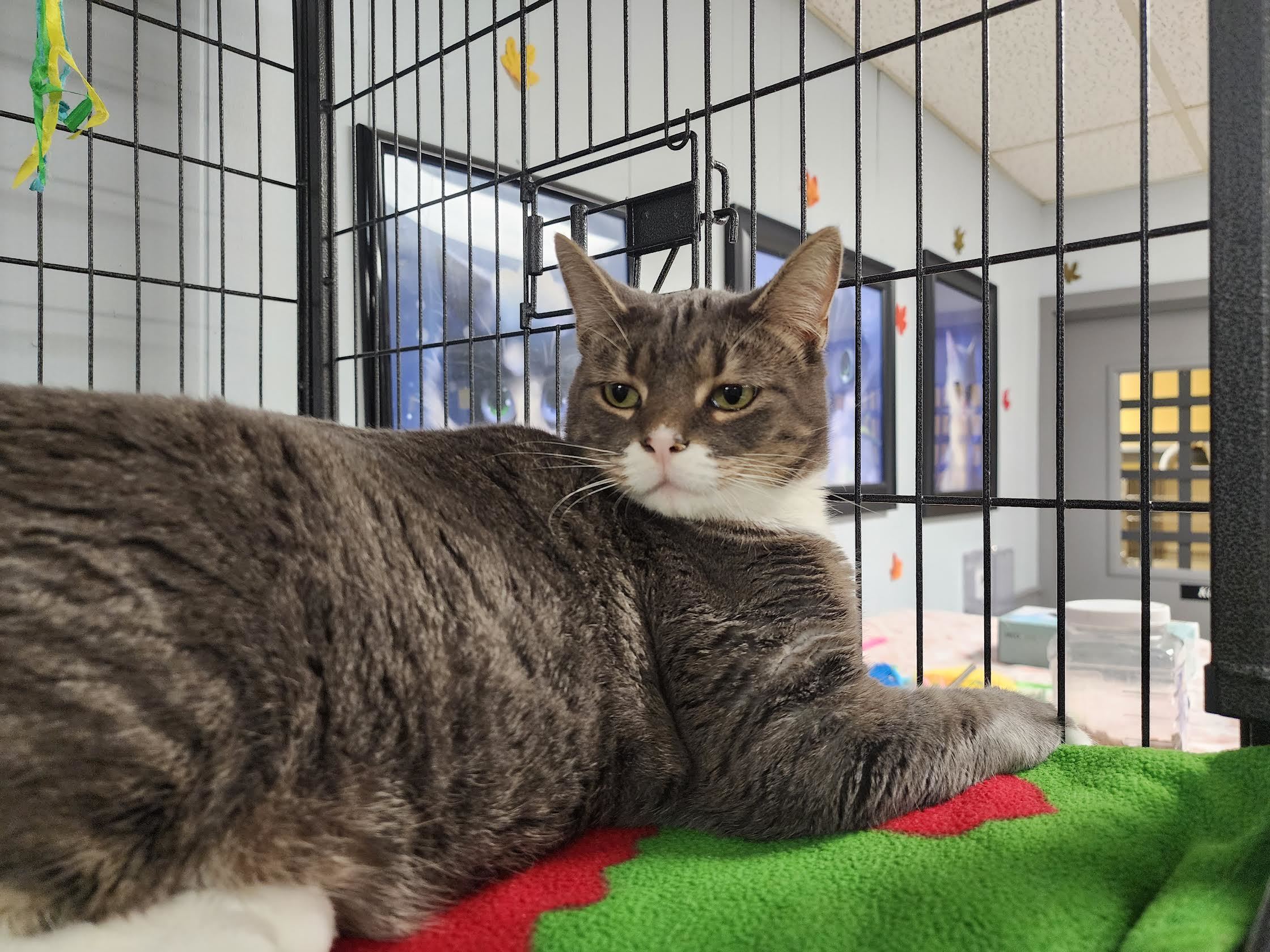 Dottie Minerva, a Adoptable Domestic Short Hair in Davenport, IA image 3/6