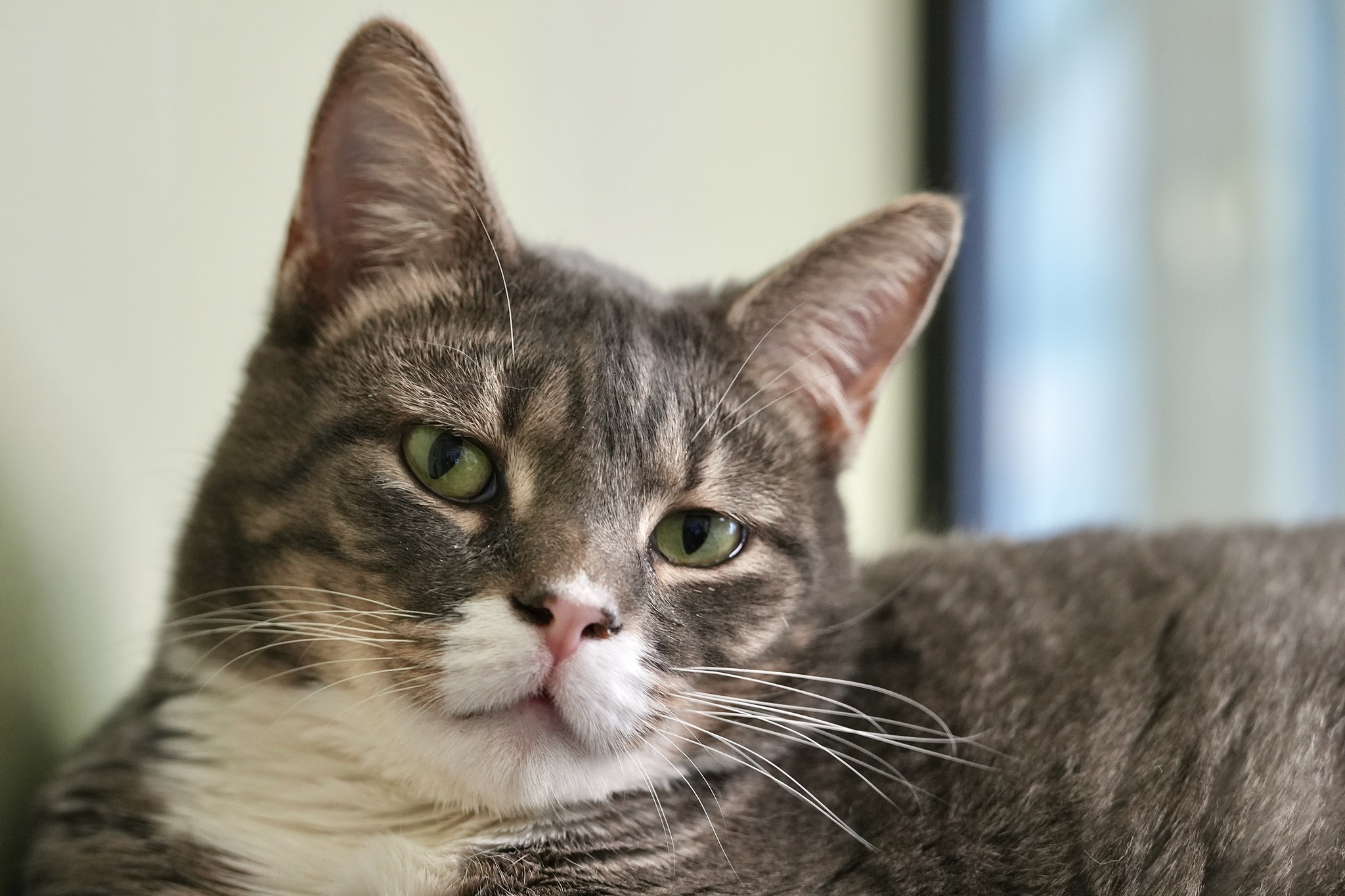 Dottie Minerva, a Adoptable Domestic Short Hair in Davenport, IA image 4/6