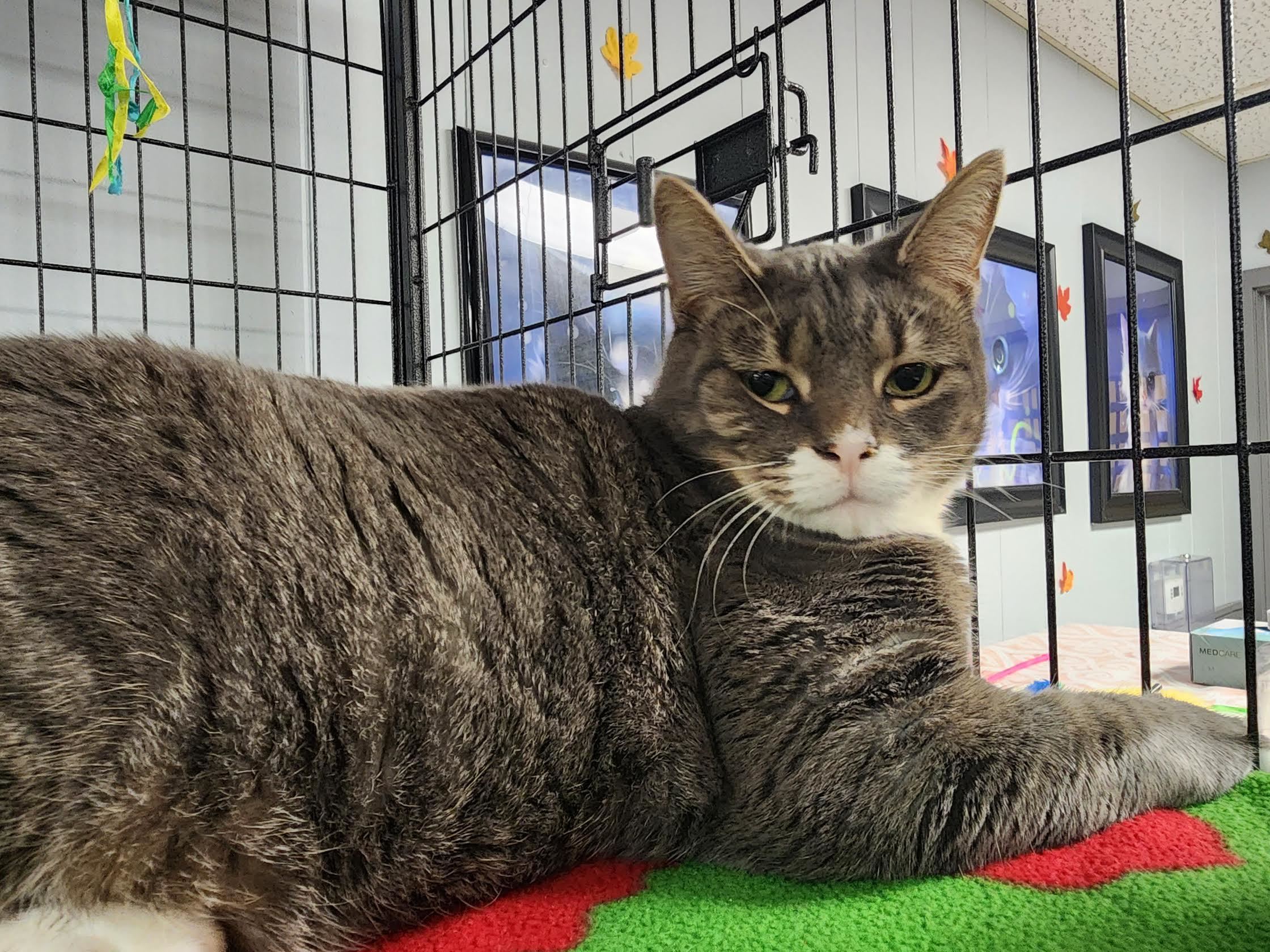 Dottie Minerva, a Adoptable Domestic Short Hair in Davenport, IA image 5/6