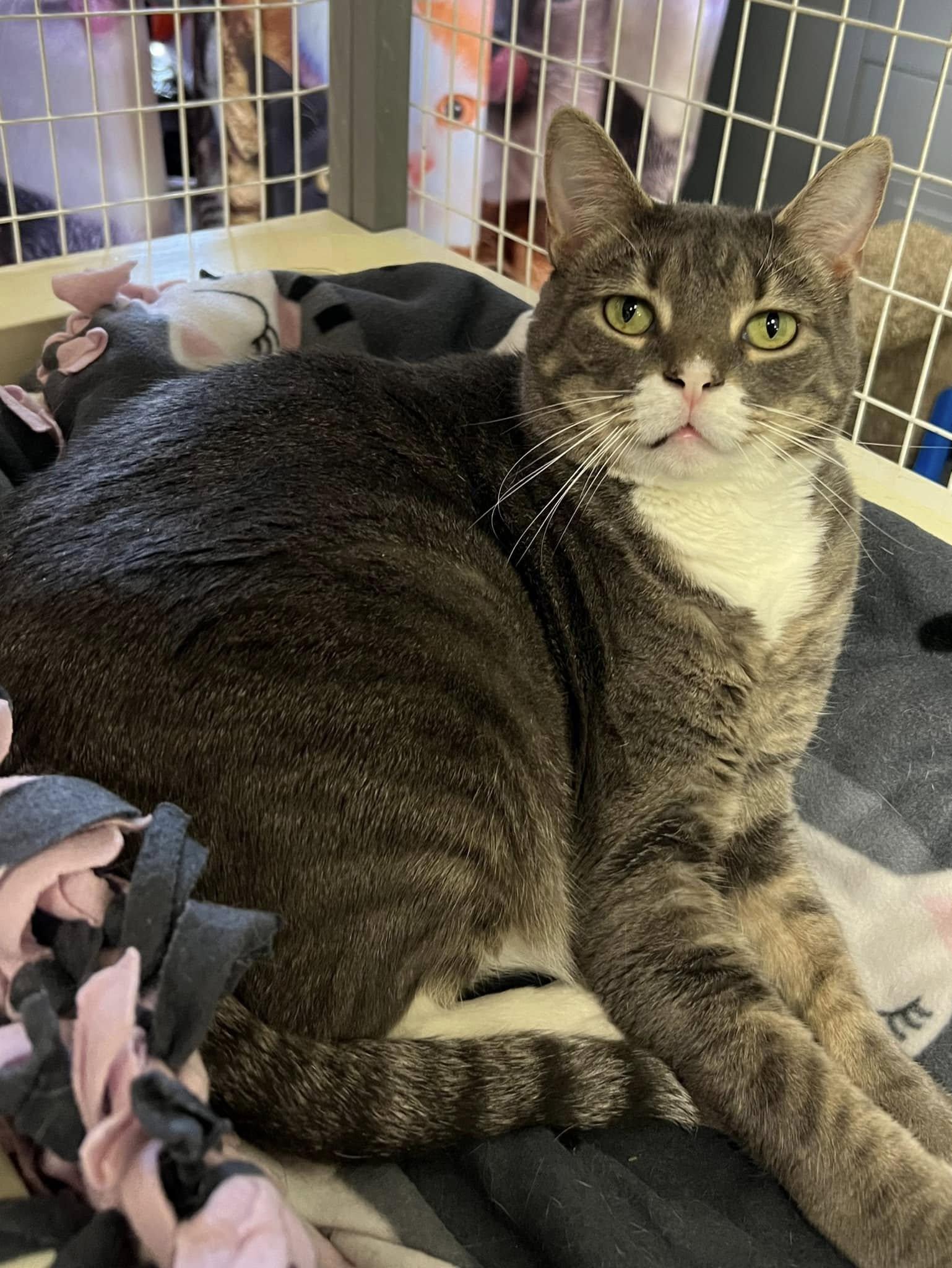 Dottie Minerva, a Adoptable Domestic Short Hair in Davenport, IA image 2/6