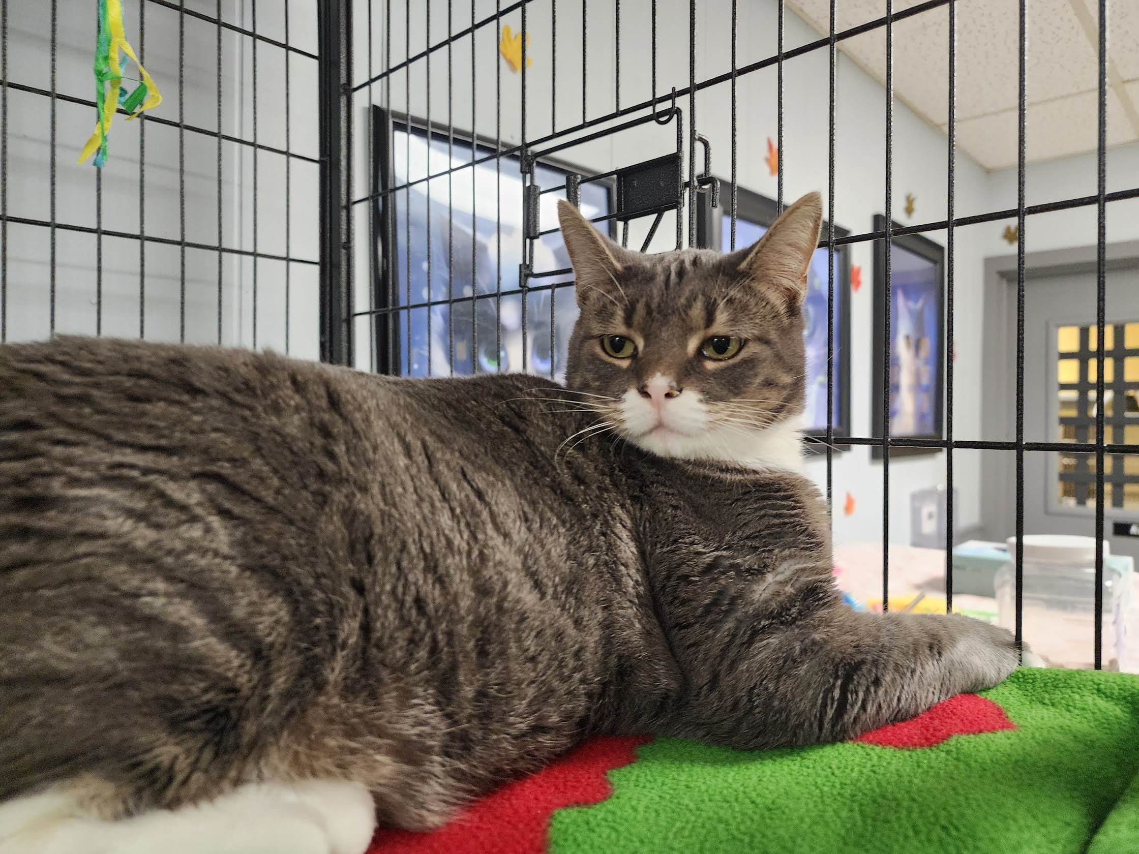 Dottie Minerva, a Adoptable Domestic Short Hair in Davenport, IA image 6/6