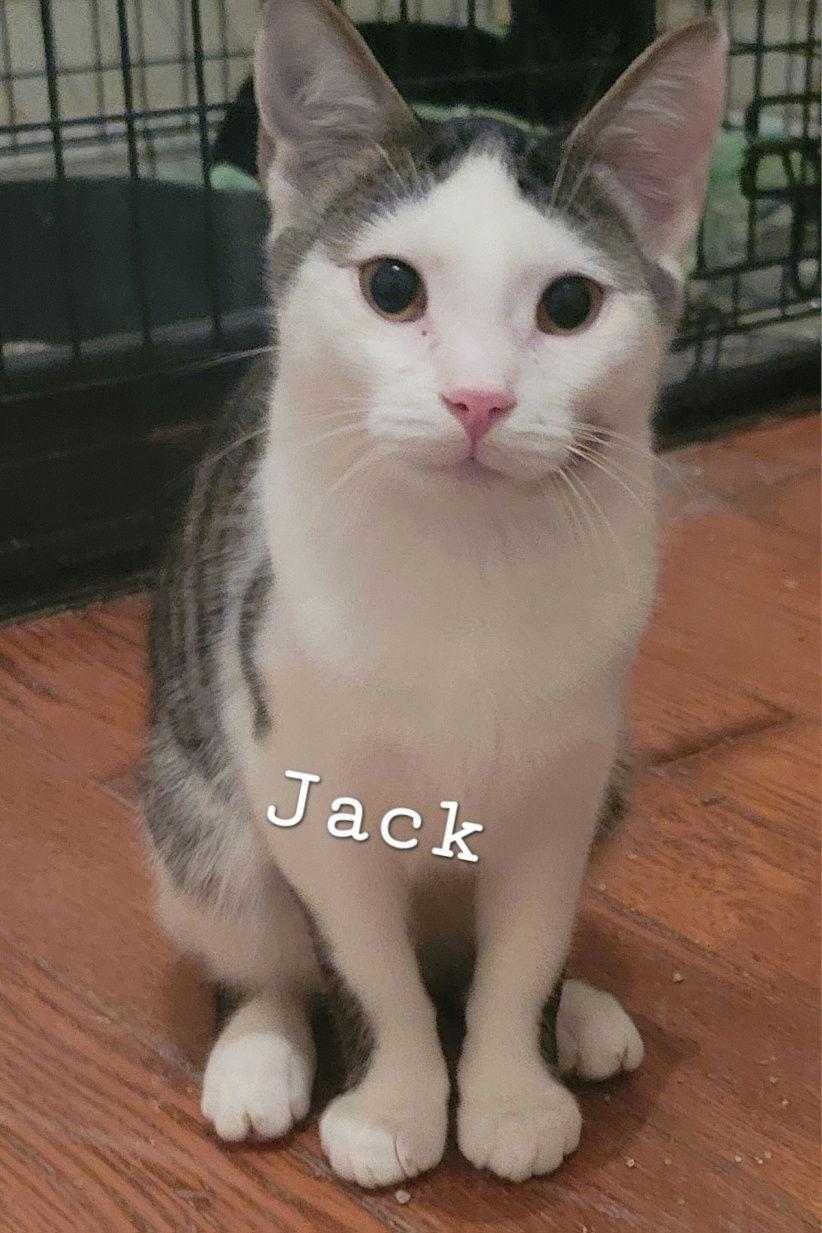 Jack, Adoptable, Young Male Domestic Short Hair.