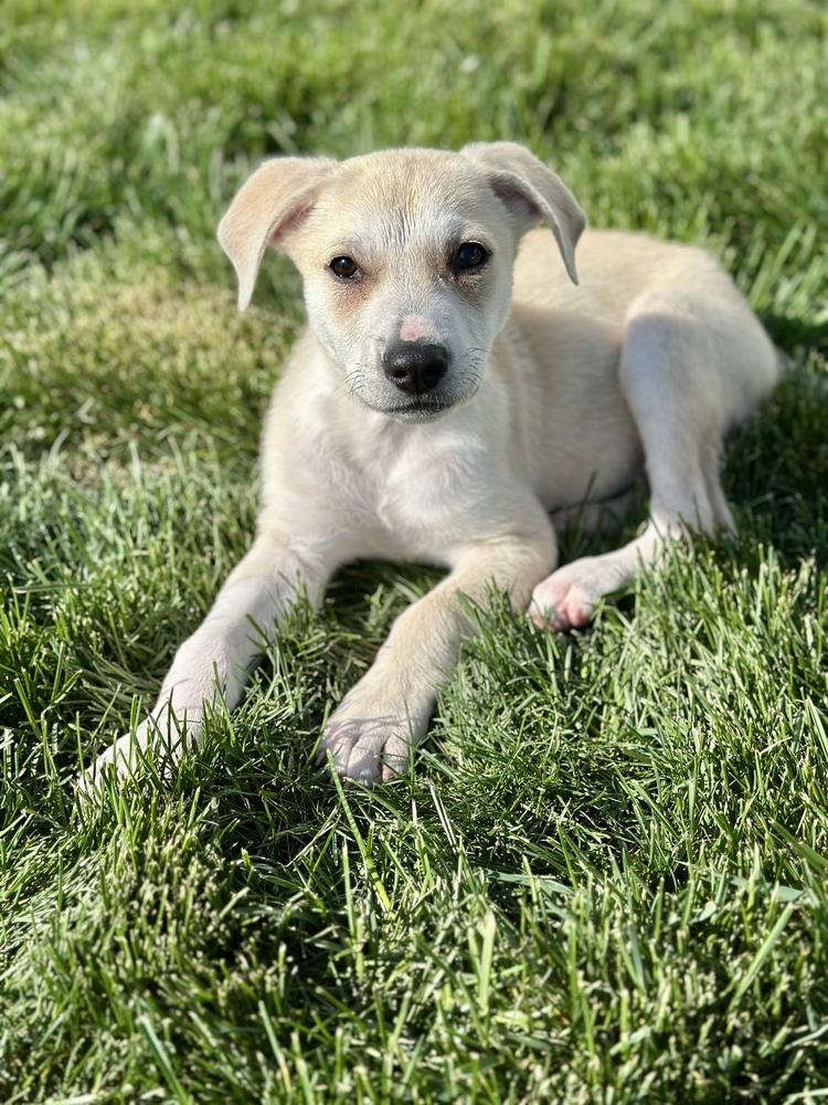 Brooks, Adoptable, Puppy Male Hound & Labrador Retriever.
