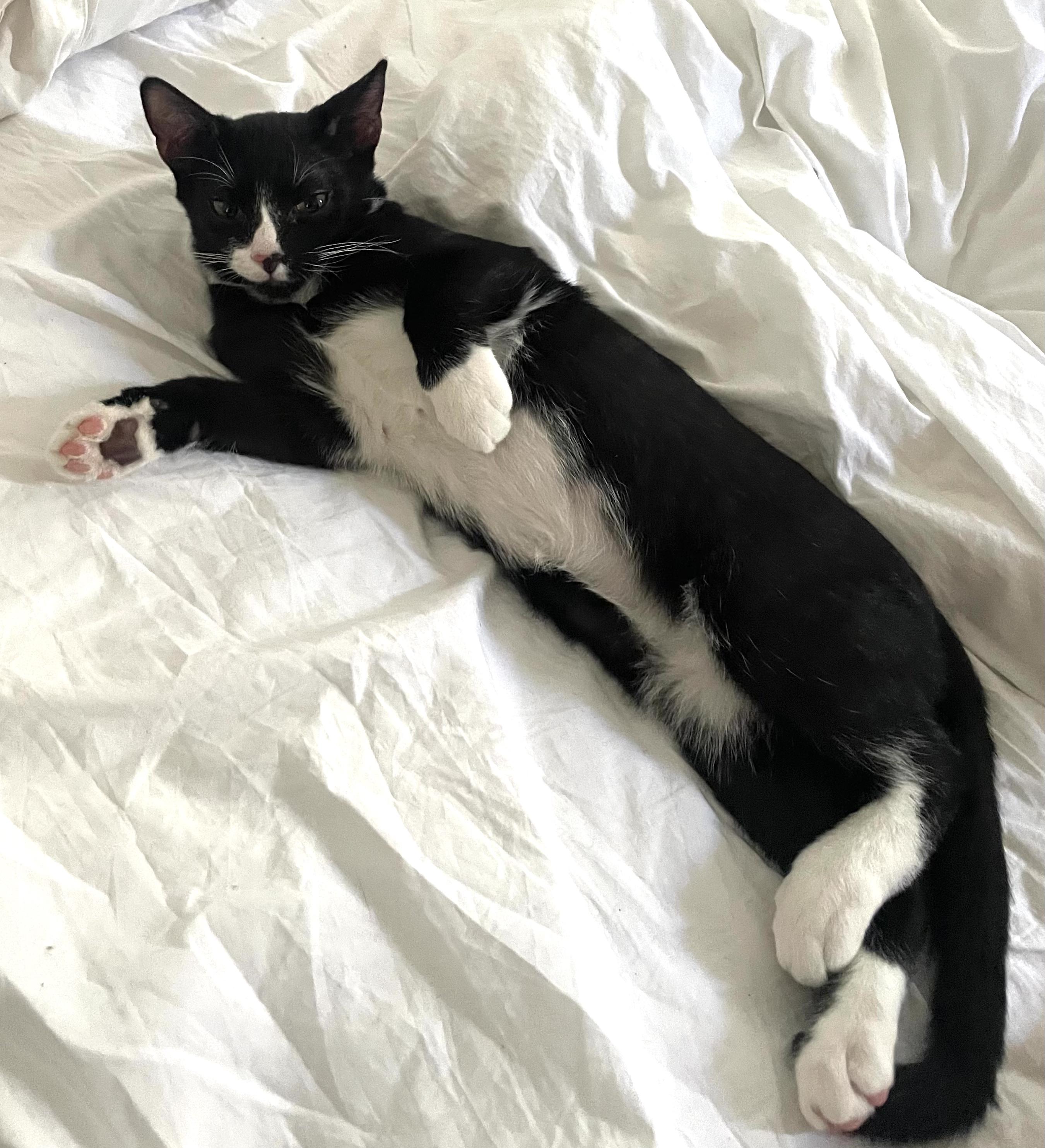 Enlarge Nemo, a Adoptable Domestic Short Hair in Brooklyn, NY image 5/6