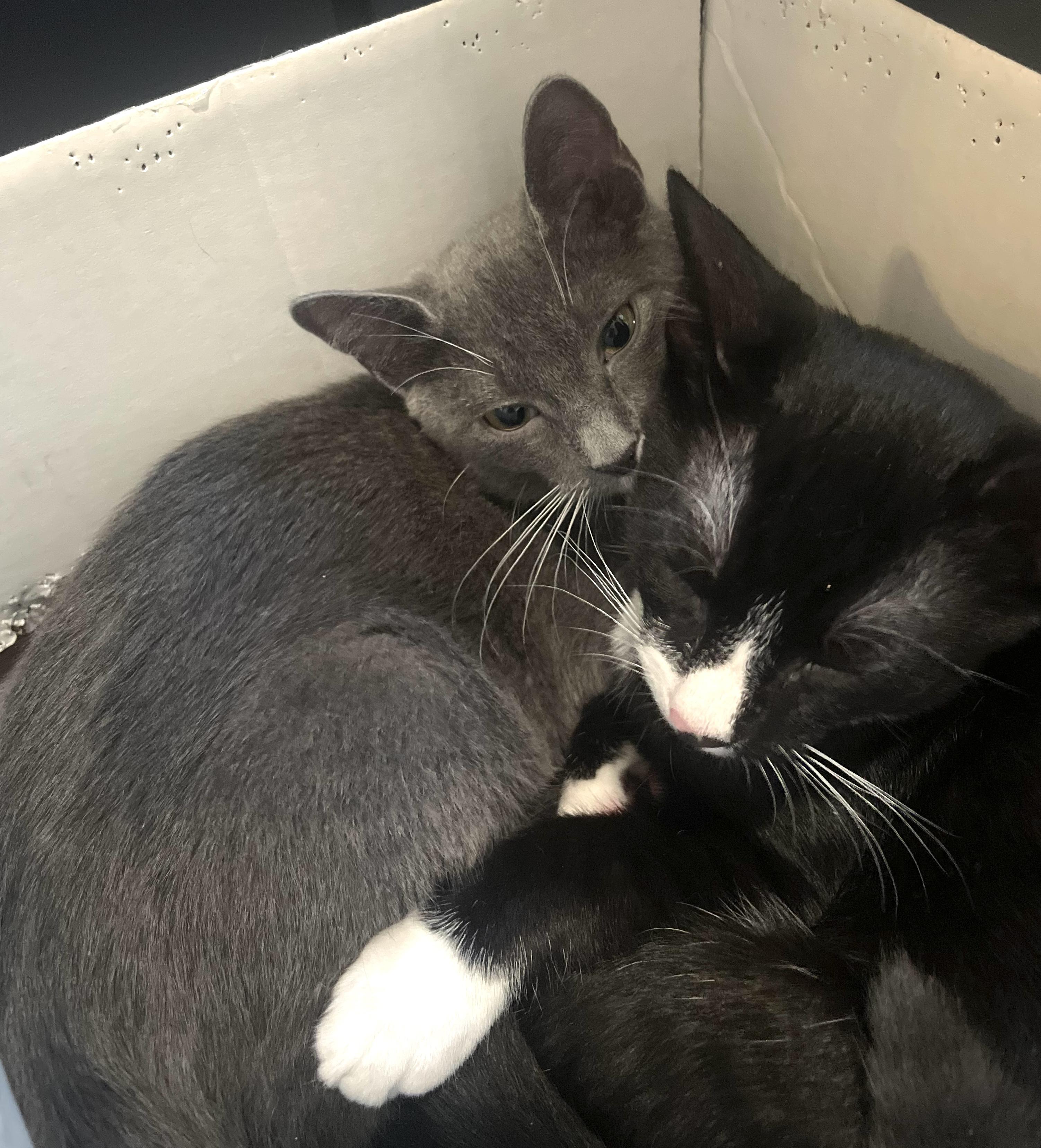 Enlarge Nemo, a Adoptable Domestic Short Hair in Brooklyn, NY image 2/6