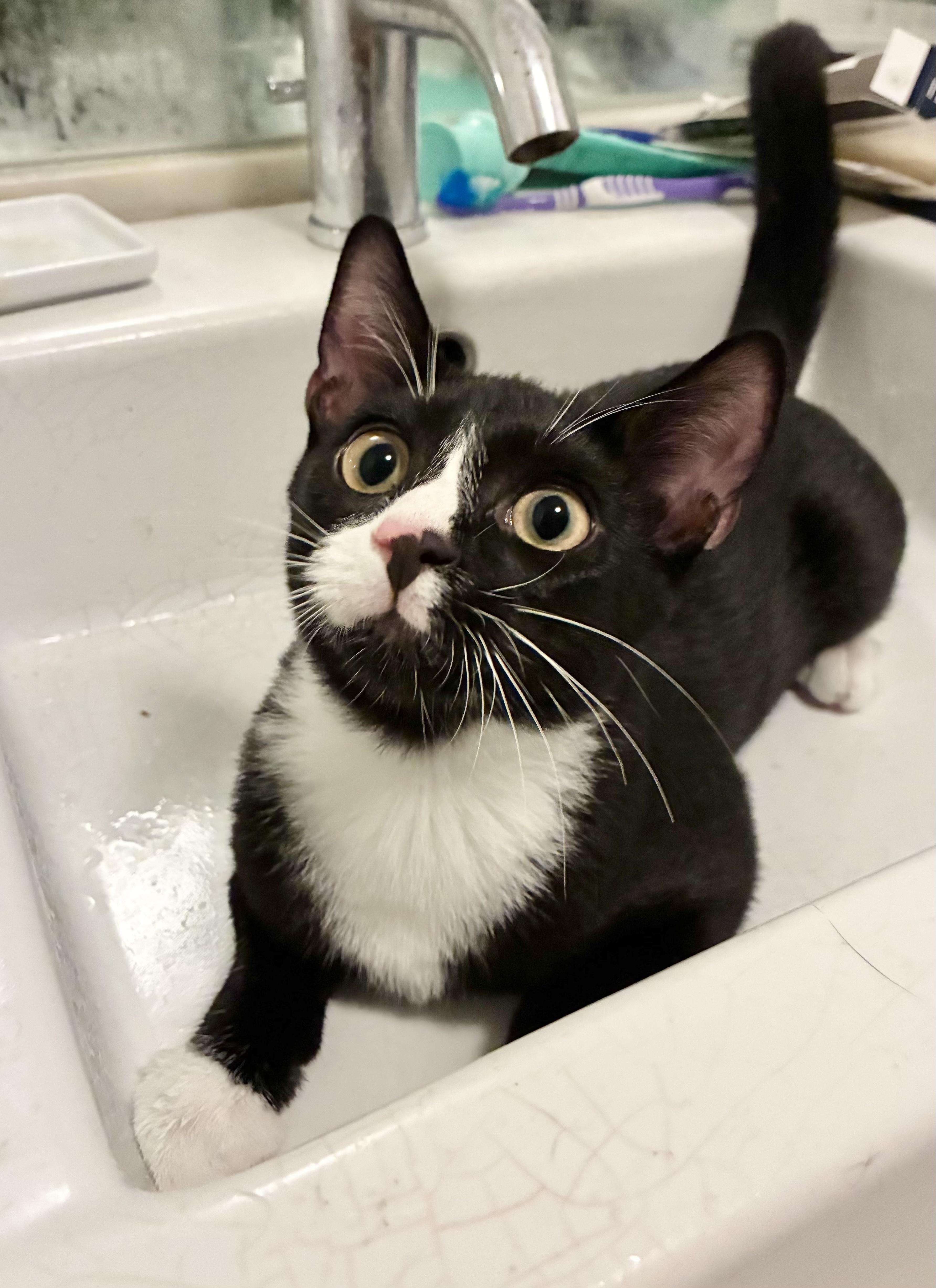 Nemo, Adoptable, Young Male Domestic Short Hair.