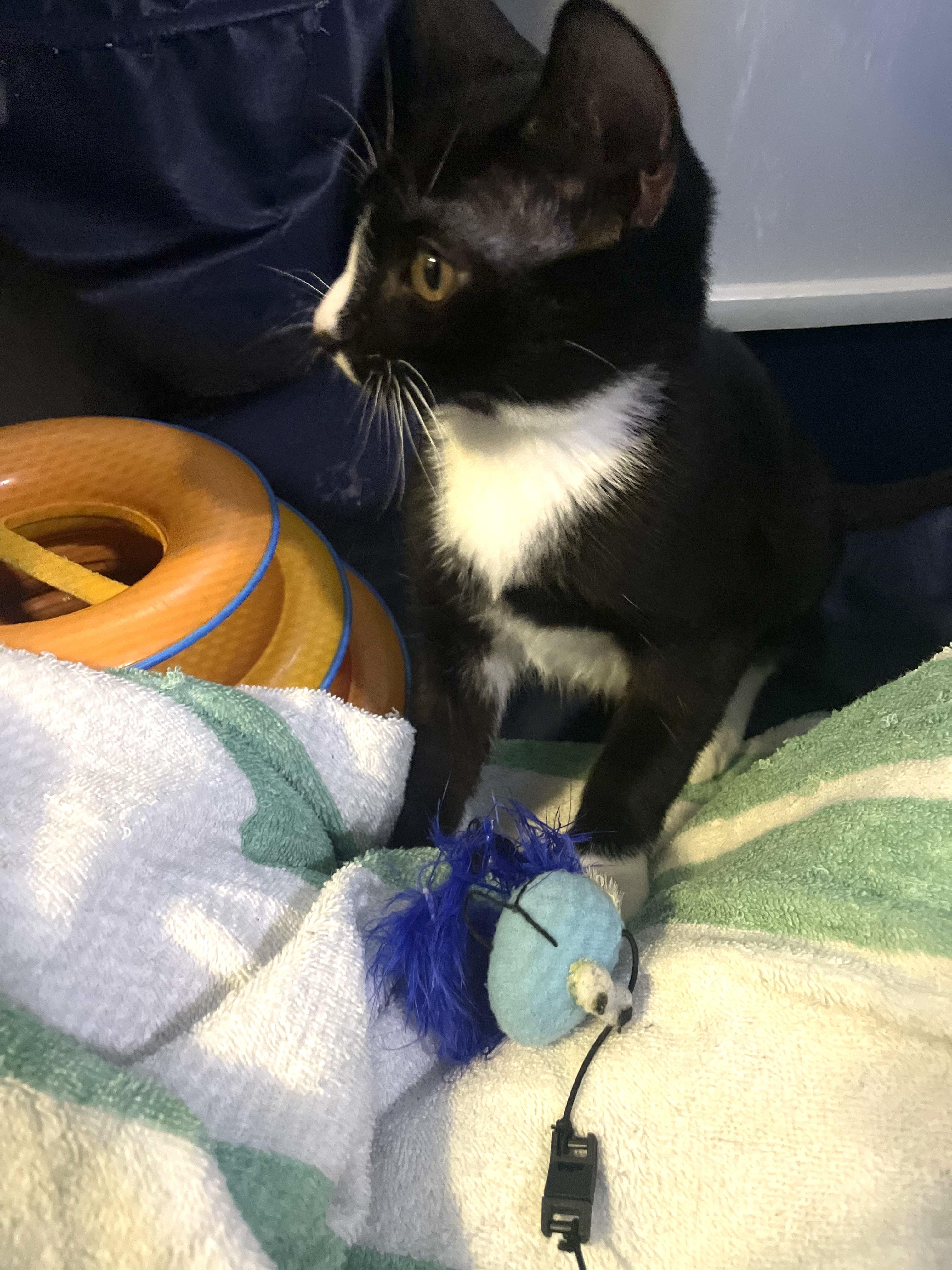 Enlarge Nemo, a Adoptable Domestic Short Hair in Brooklyn, NY image 4/6
