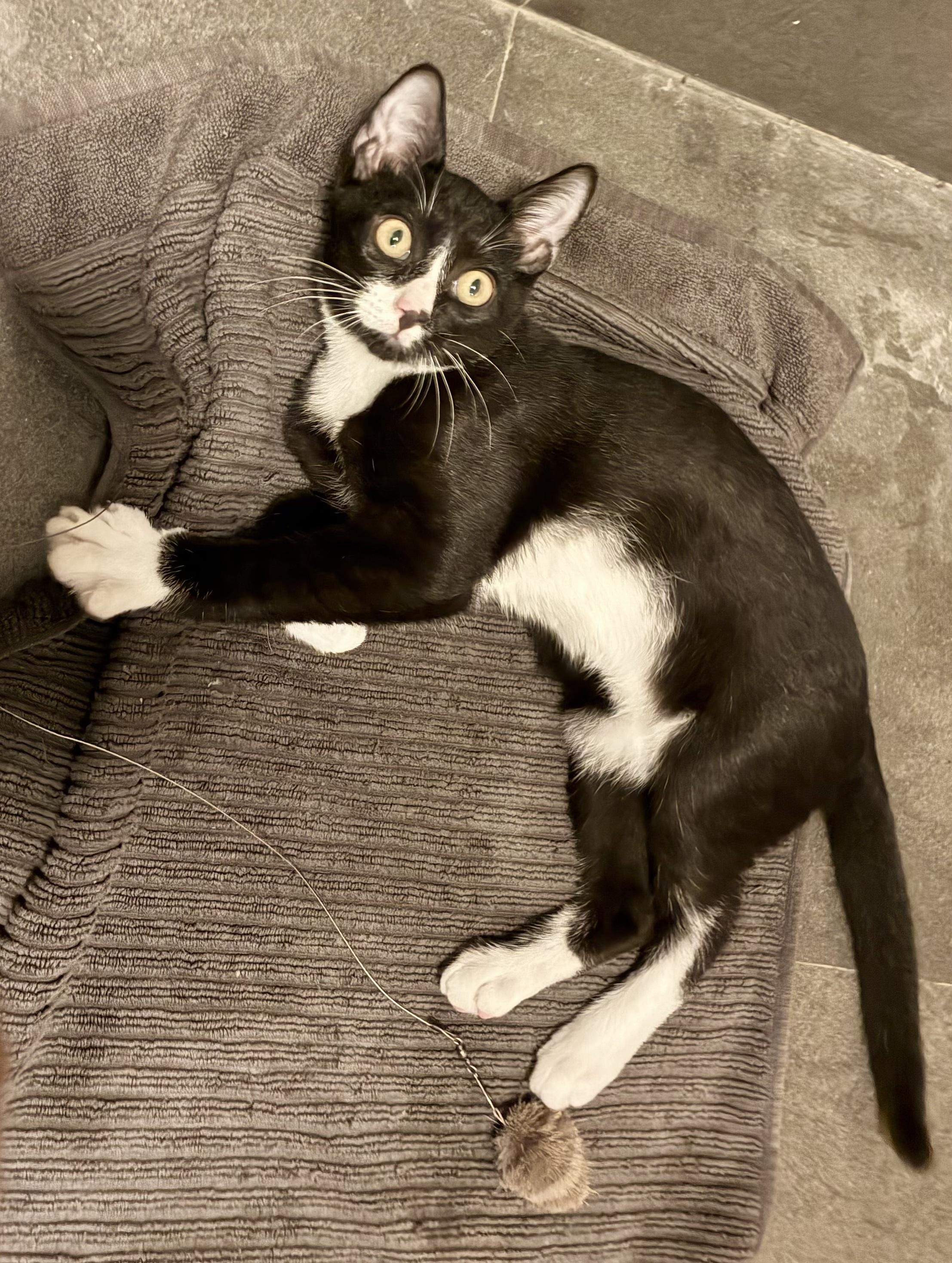 Enlarge Nemo, a Adoptable Domestic Short Hair in Brooklyn, NY image 3/6