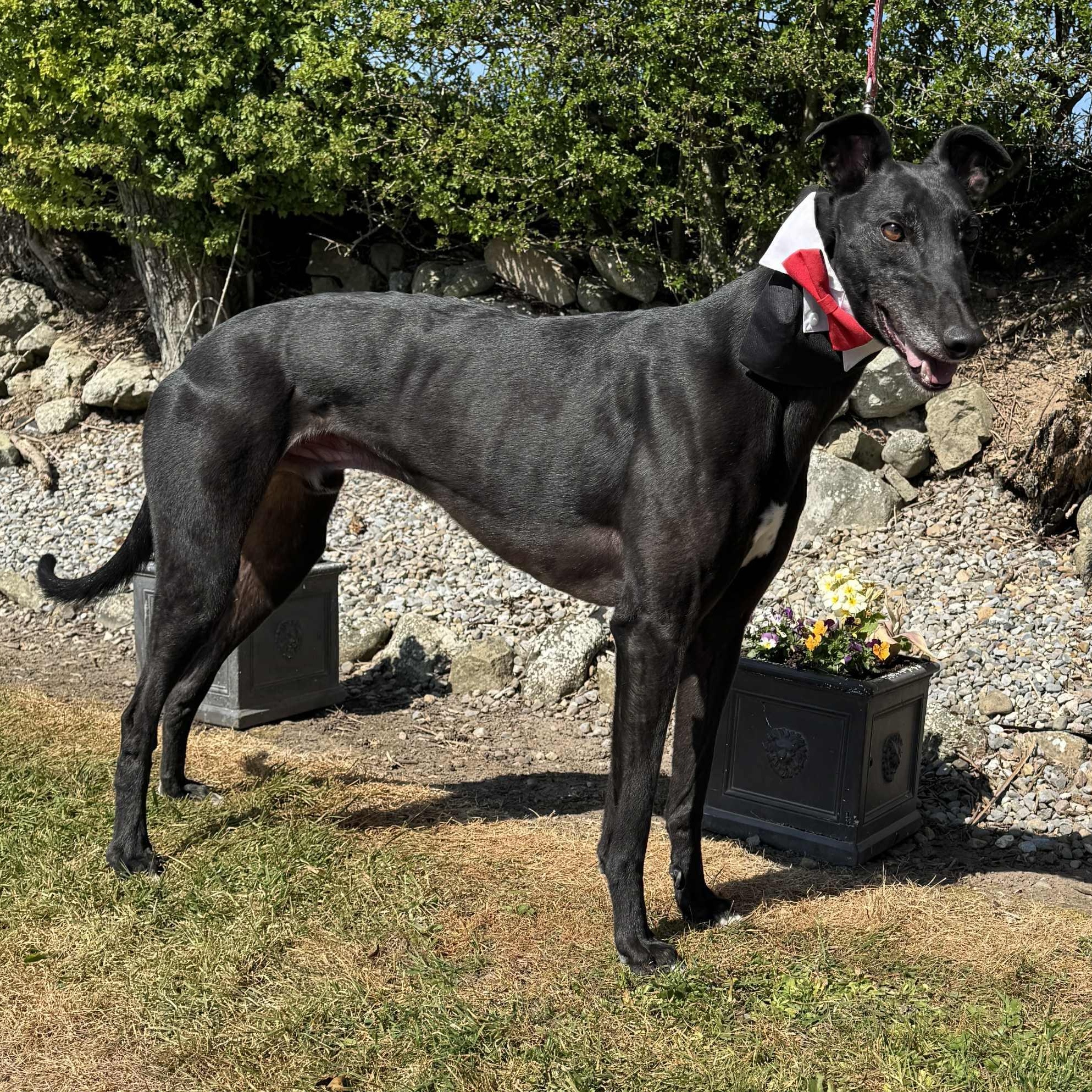 Enlarge Disco Pants (Billy), a Adoptable Greyhound in North Port, FL image 3/4