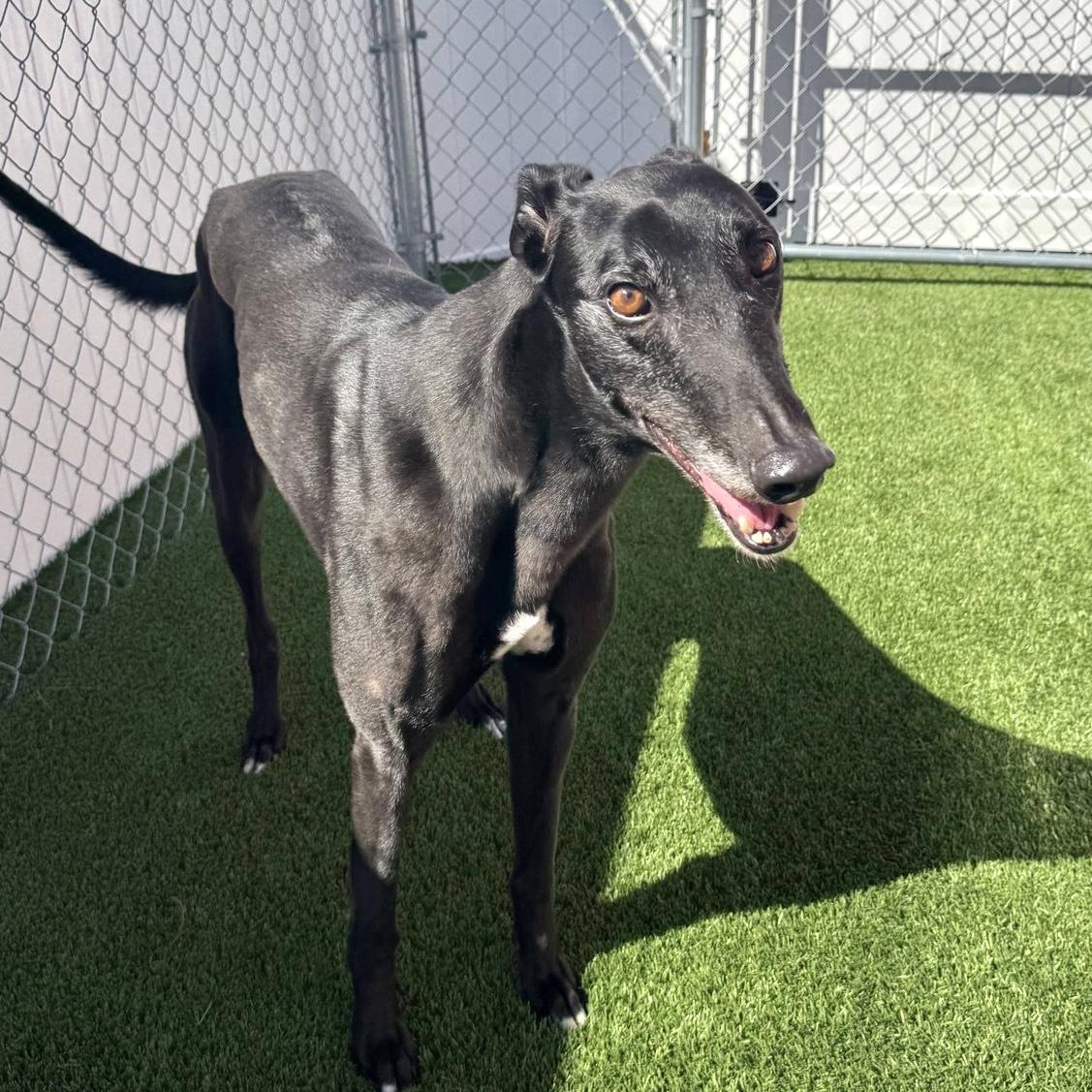 Disco Pants (Billy), Adoptable, Adult Male Greyhound.