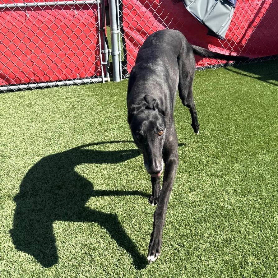 Enlarge Disco Pants (Billy), a Adoptable Greyhound in North Port, FL image 2/4
