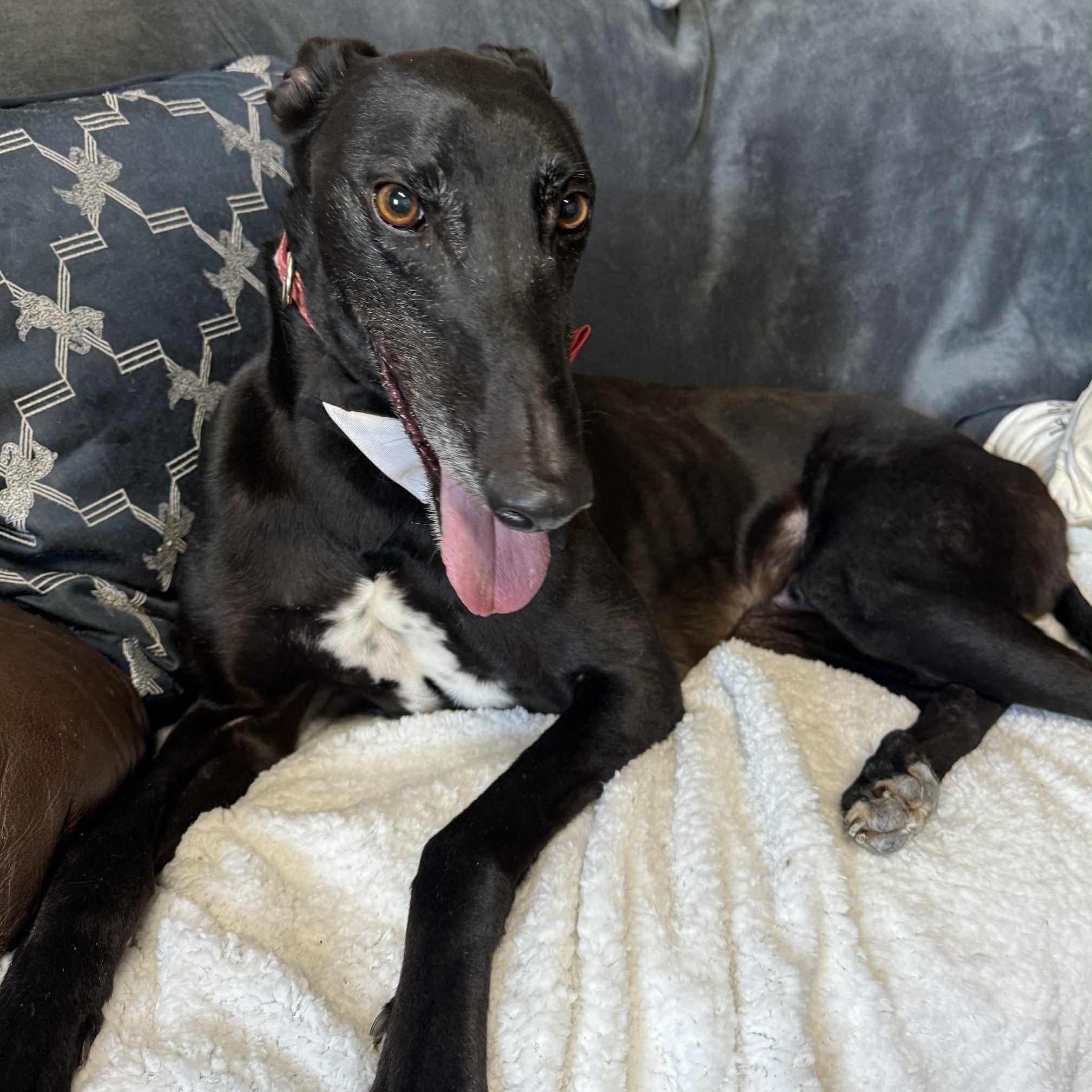 Enlarge Disco Pants (Billy), a Adoptable Greyhound in North Port, FL image 4/4