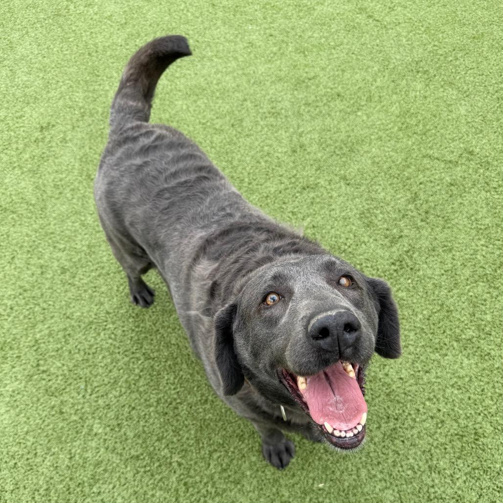 Oakley, Adoptable, Senior Female Labrador Retriever & Mixed Breed.
