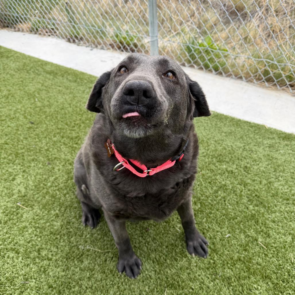 Oakley, Adoptable, Senior Female Labrador Retriever & Mixed Breed.