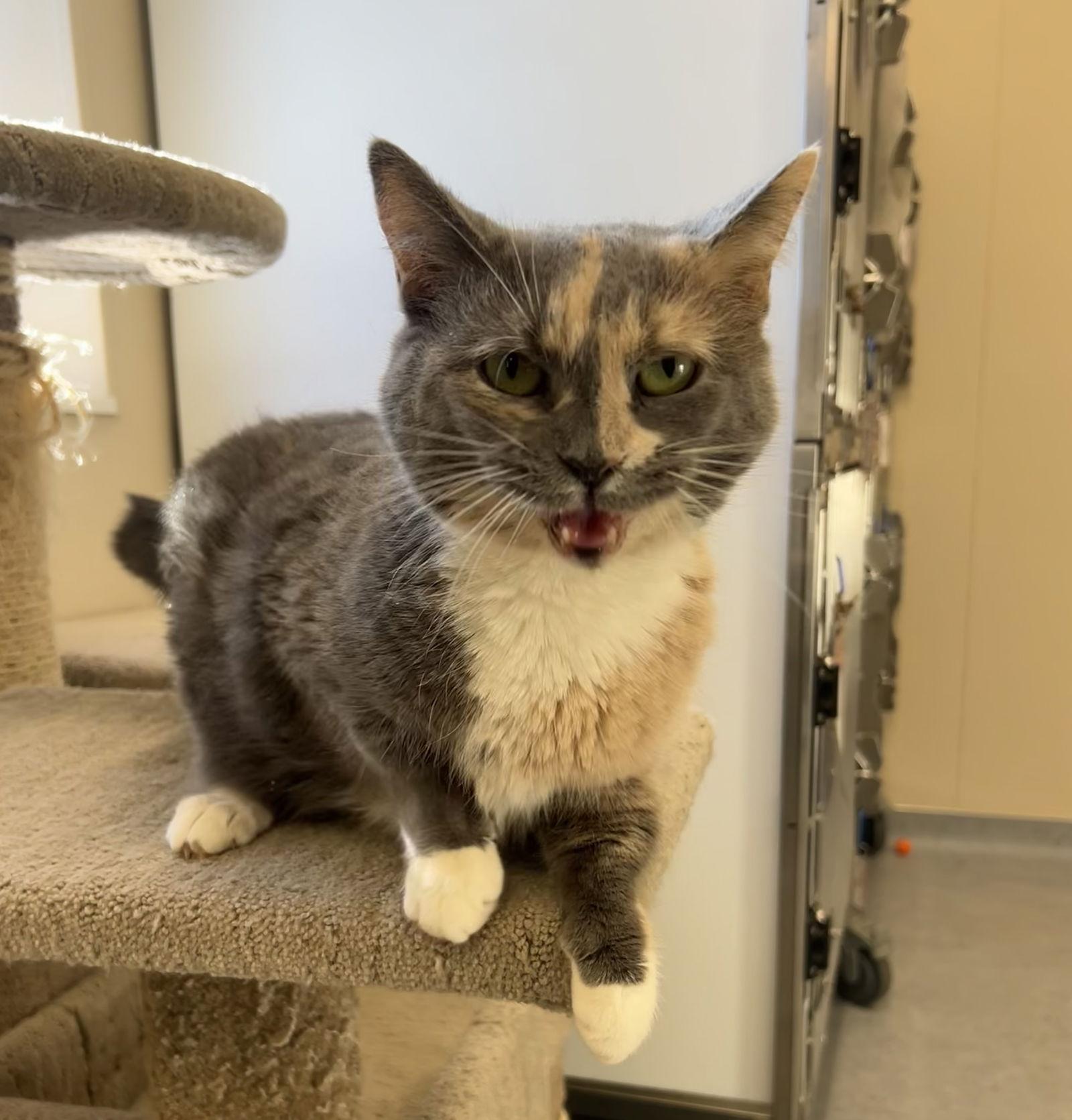 Sophia, Adoptable, Adult Female Domestic Short Hair.