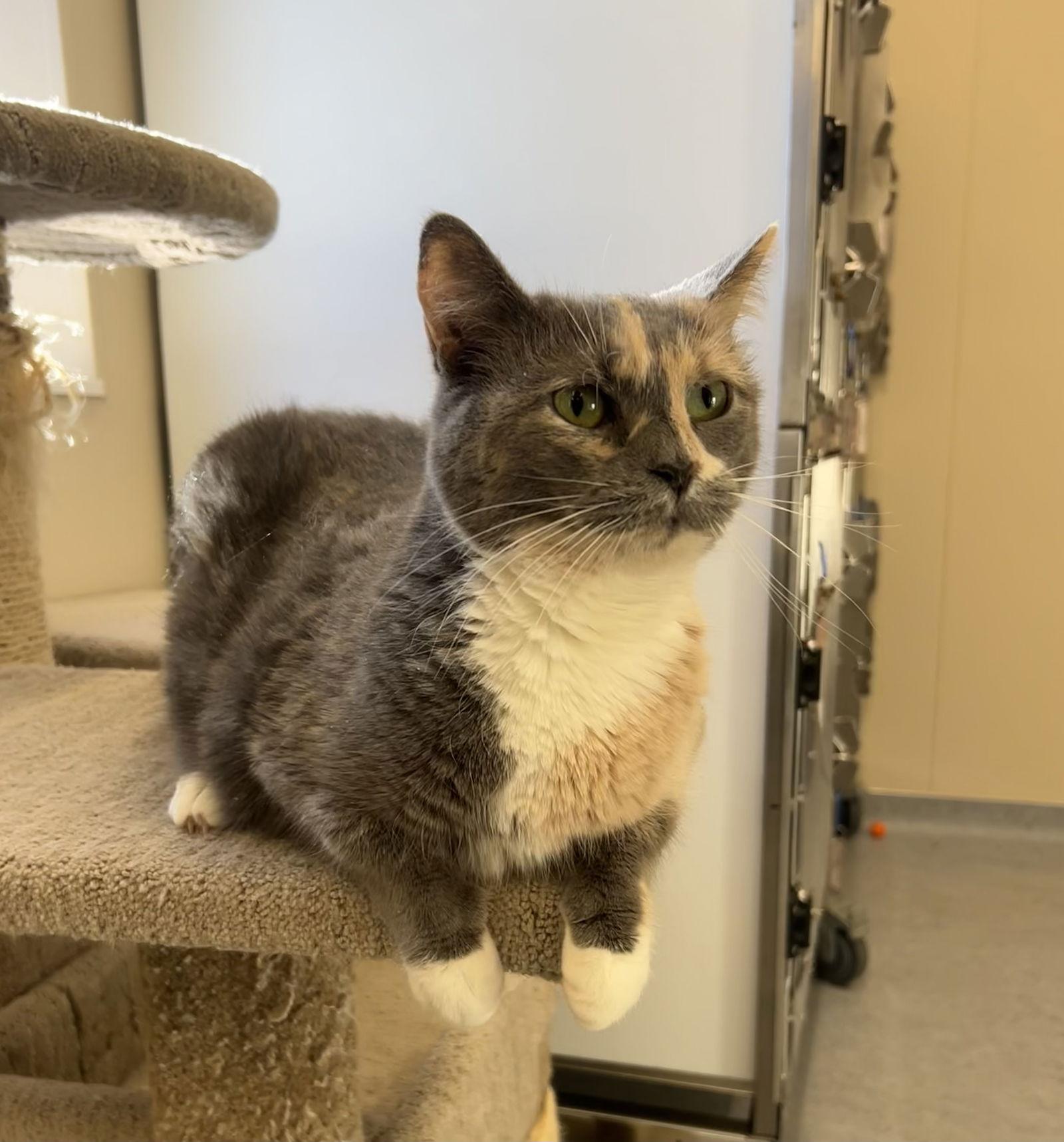 Enlarge Sophia, a Adoptable Domestic Short Hair in Arlington, VT image 2/3