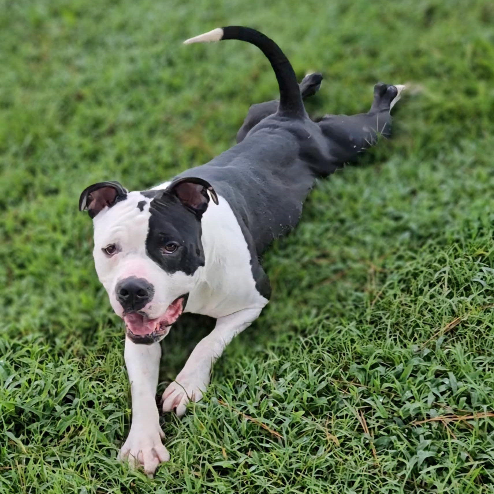 Layla, adoptable, Adult Female Pit Bull Terrier.