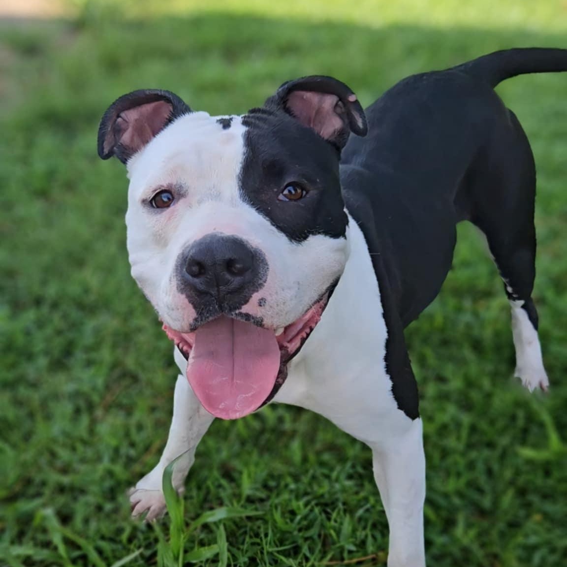 Enlarge Layla, an adoptable Pit Bull Terrier in Leesburg, GA image 2/3