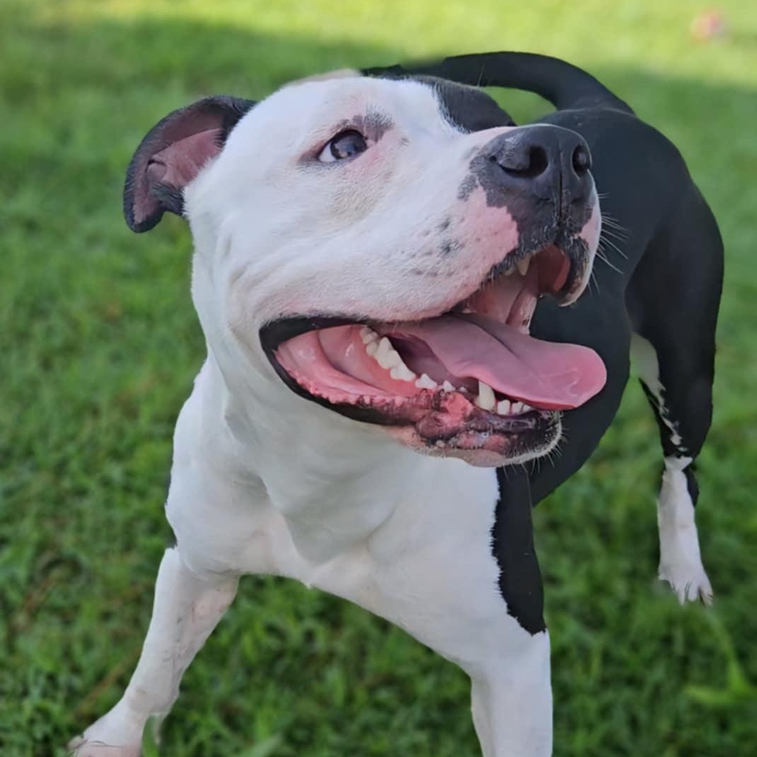 Enlarge Layla, an adoptable Pit Bull Terrier in Leesburg, GA image 3/3