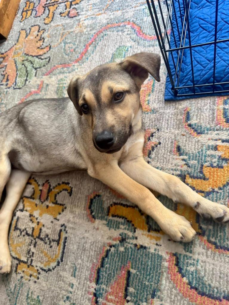 Mimosa, Adoptable, Puppy Female Shepherd & Mixed Breed.