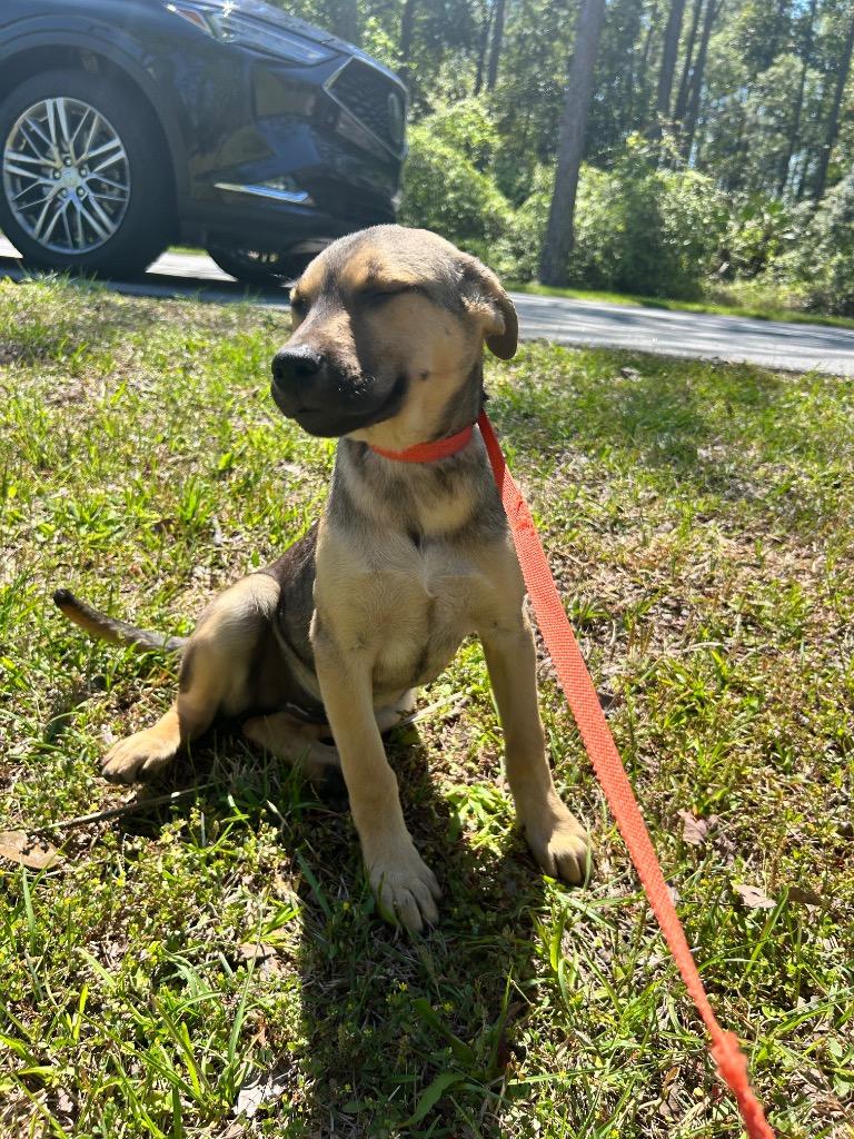 Enlarge Mimosa, a Adoptable mixed breed in Orlando, FL image 2/4
