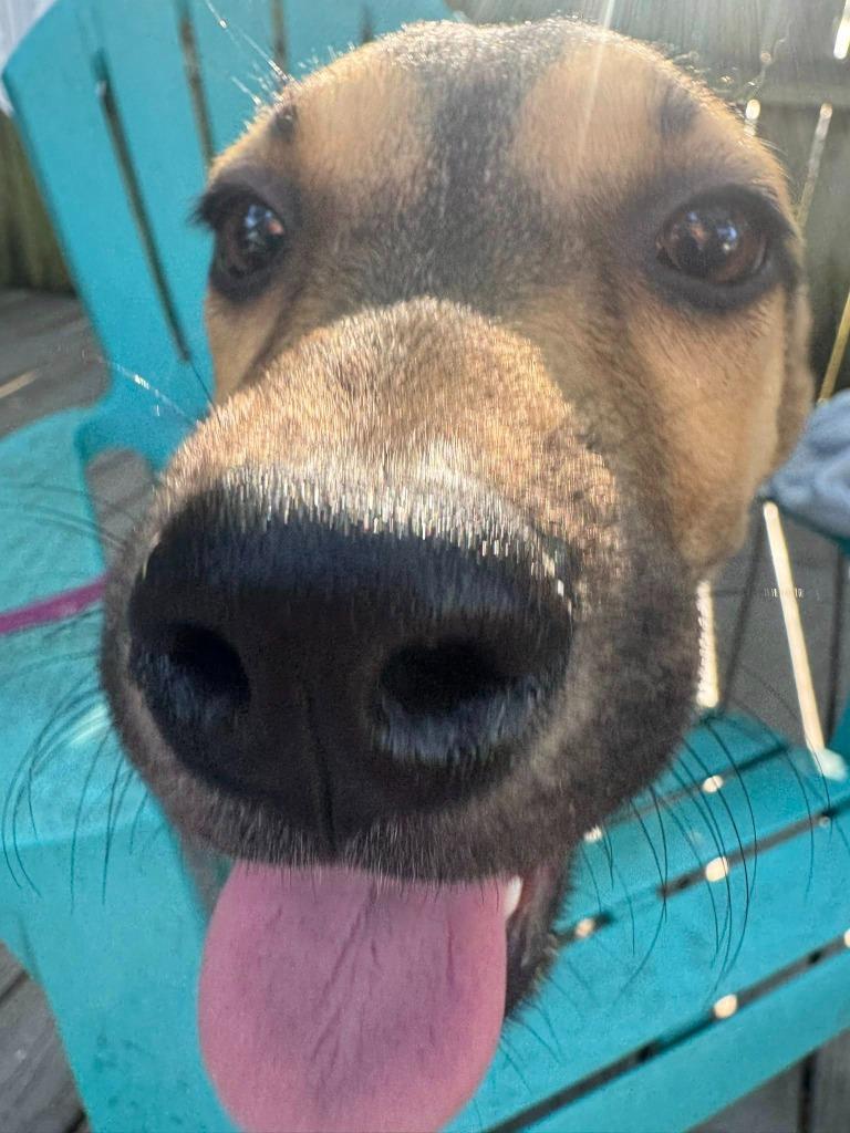 Enlarge Mimosa, a Adoptable mixed breed in Orlando, FL image 4/4