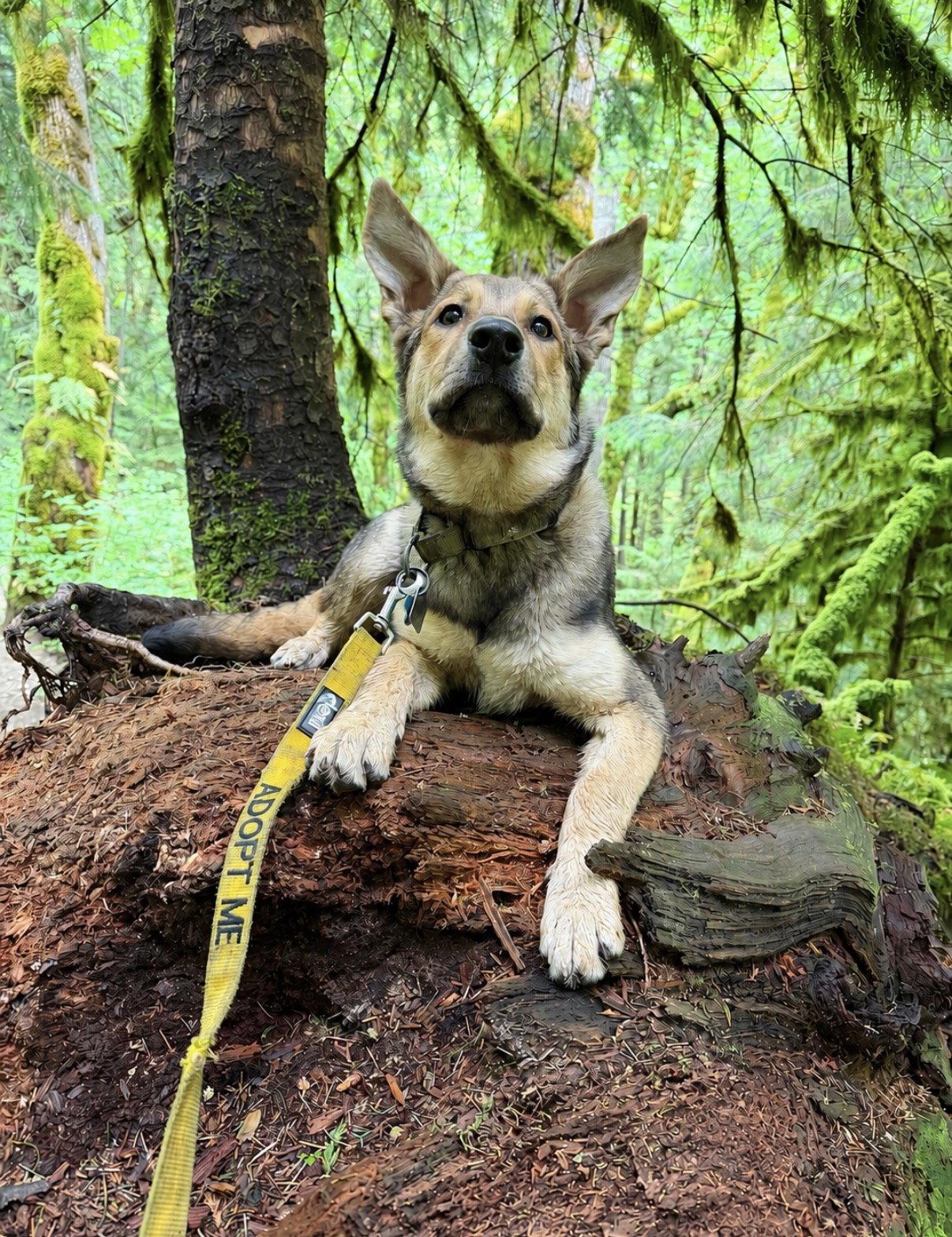 Enlarge Venus, a Adoptable mixed breed in Bothell, WA image 2/3