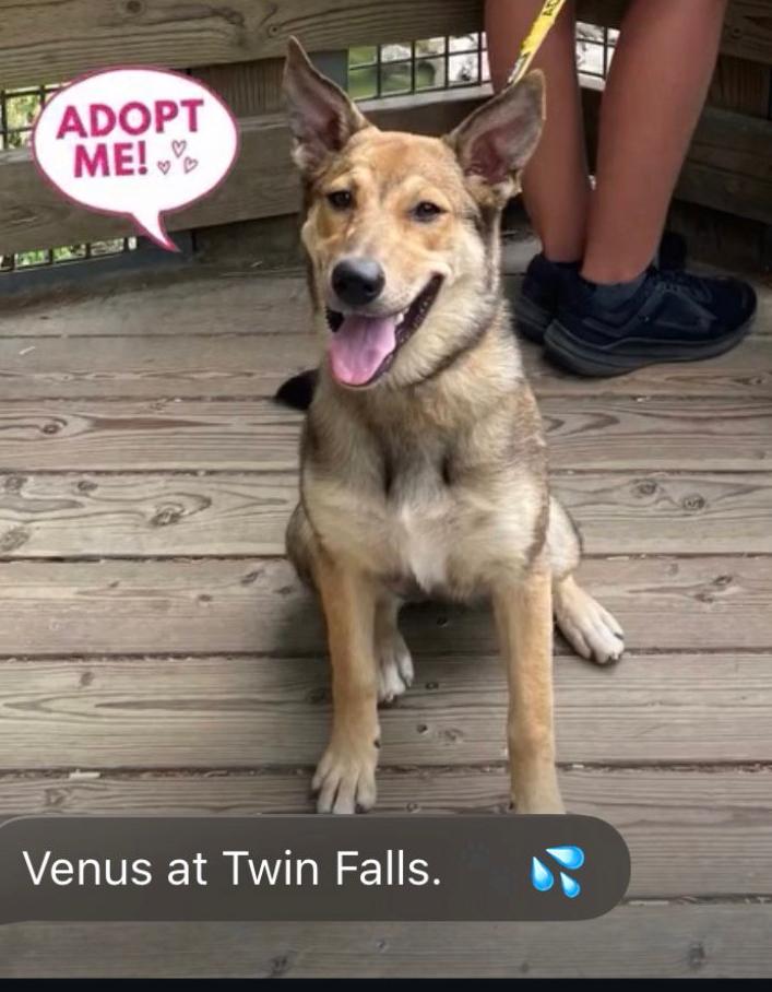 Enlarge Venus, a Adoptable mixed breed in Bothell, WA image 3/3