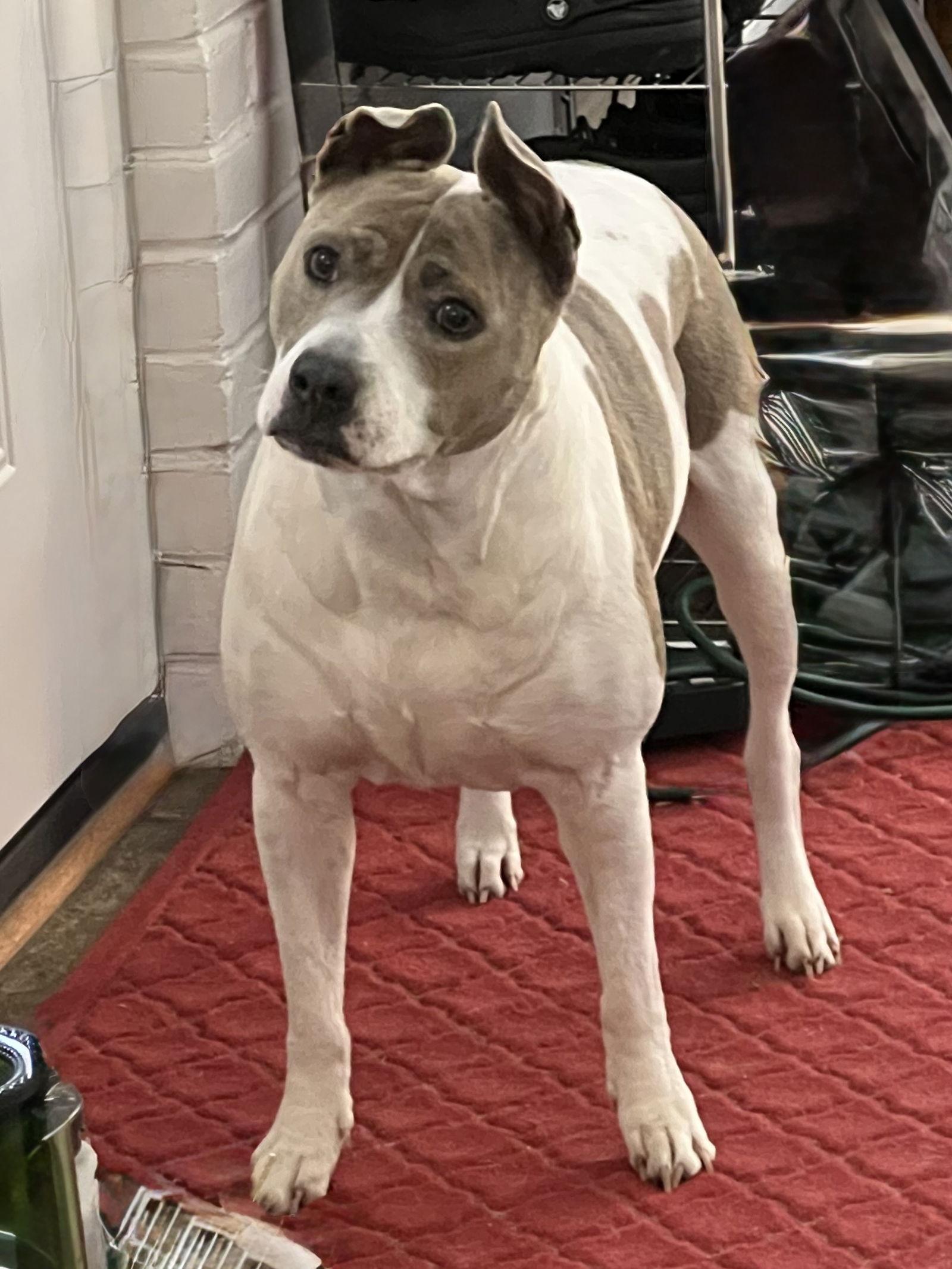 Enlarge Blue, a Adoptable mixed breed in Columbia, MD image 1/3