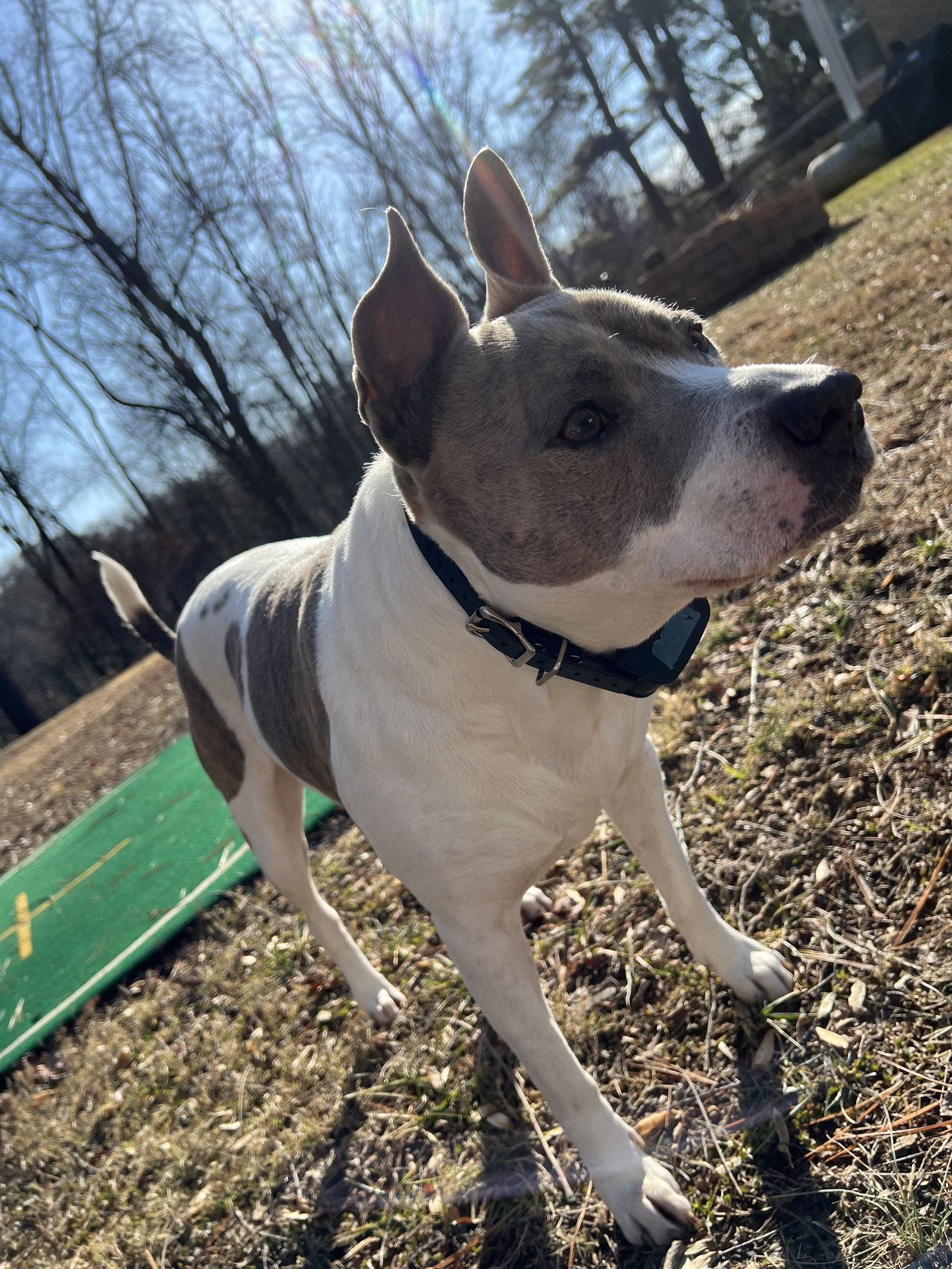Enlarge Blue, a Adoptable mixed breed in Columbia, MD image 2/3