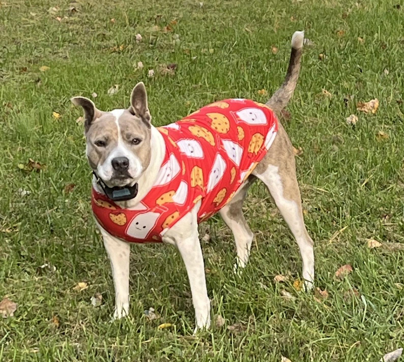 Enlarge Blue, a Adoptable mixed breed in Columbia, MD image 3/3