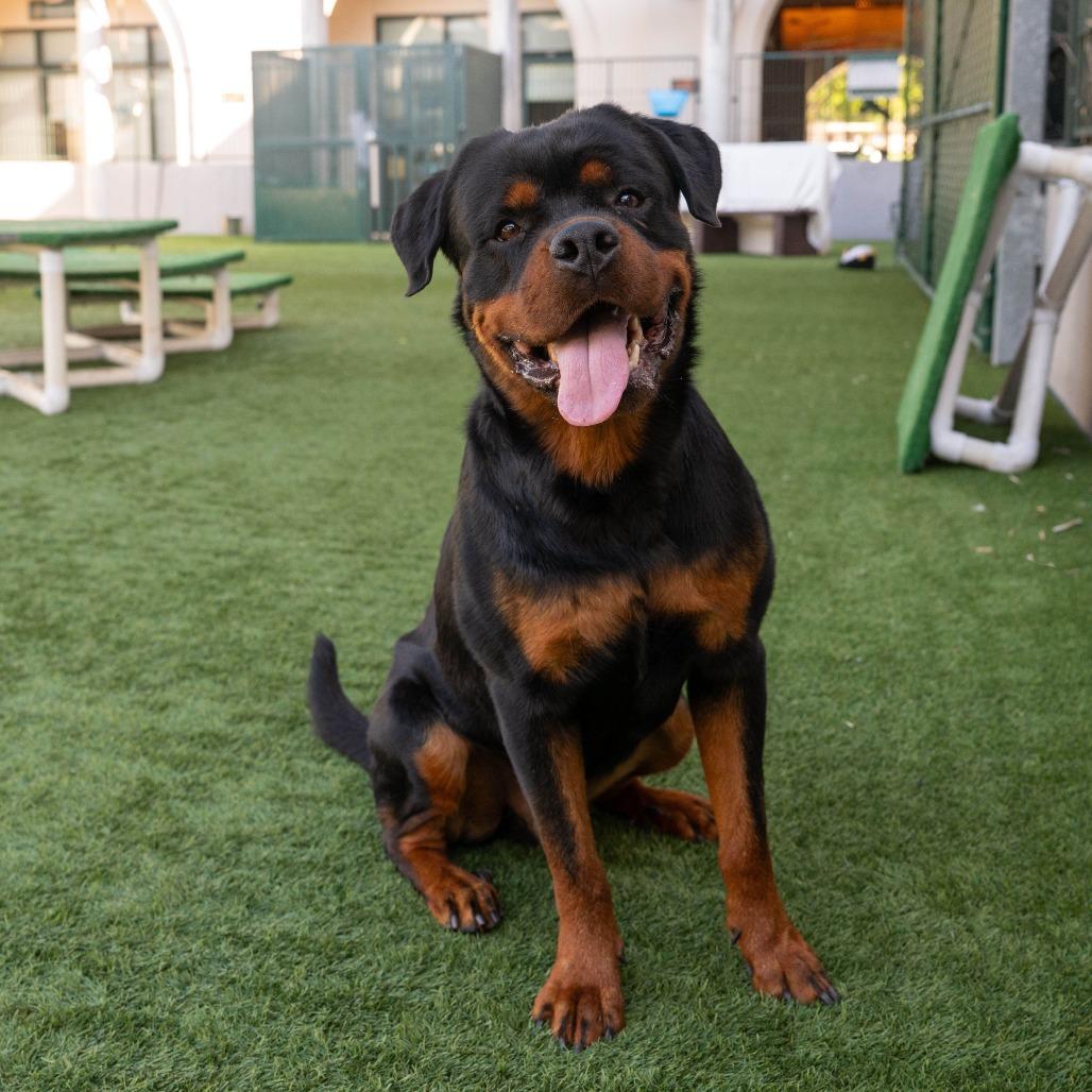 Broadus, Adoptable, Adult Male Rottweiler.