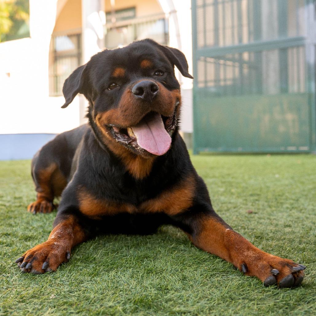 Enlarge Broadus, a Adoptable Rottweiler in Pasadena, CA image 2/4