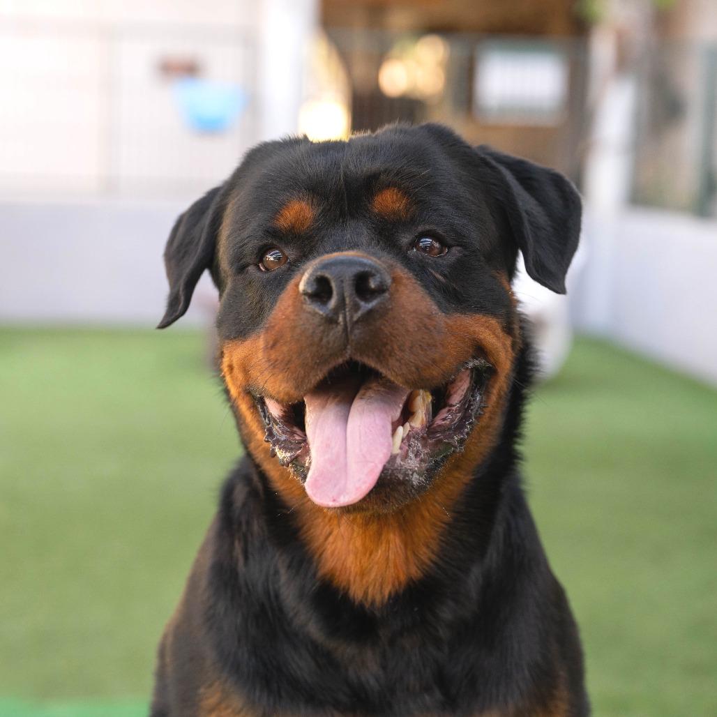 Enlarge Broadus, a Adoptable Rottweiler in Pasadena, CA image 3/5
