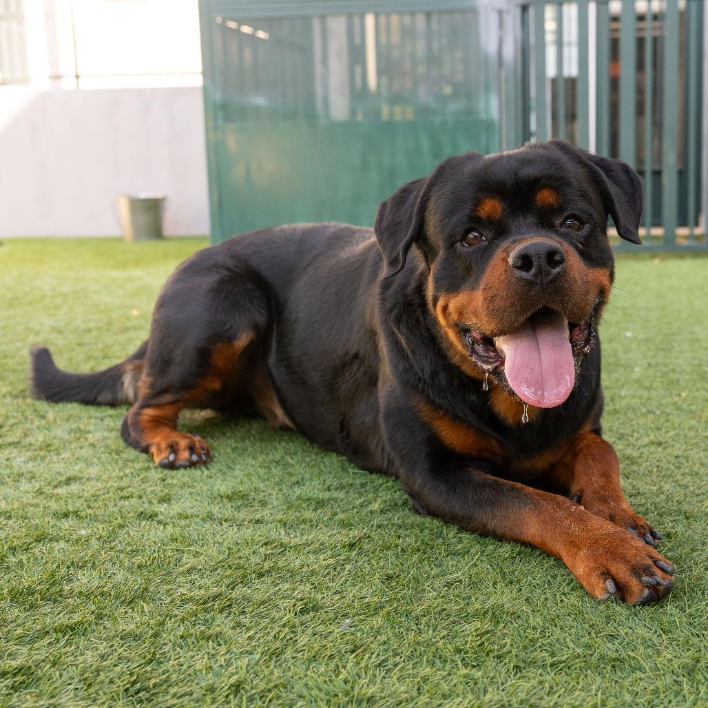 Enlarge Broadus, a Adoptable Rottweiler in Pasadena, CA image 3/4