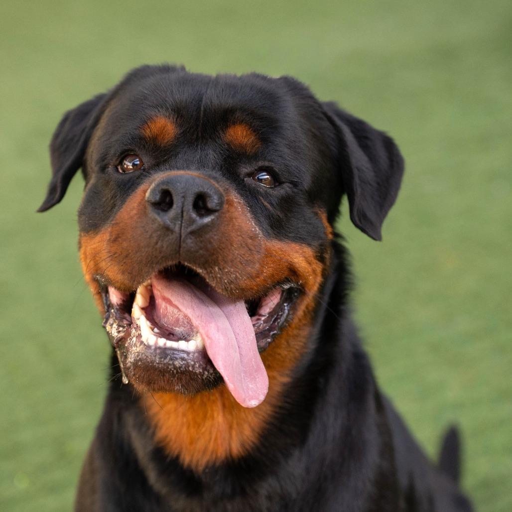 Enlarge Broadus, a Adoptable Rottweiler in Pasadena, CA image 4/4