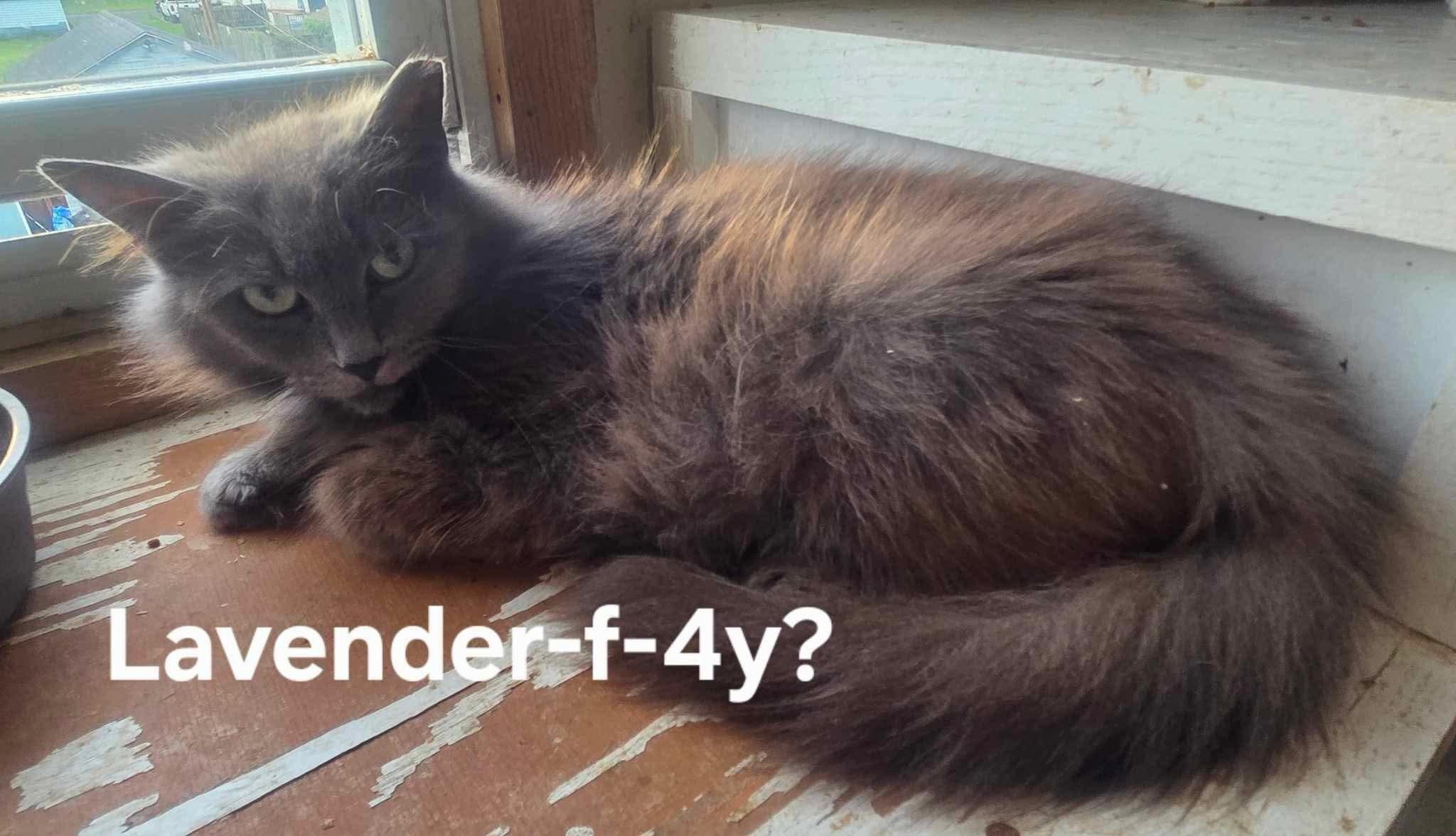 Lavender, Adoptable, Adult Female Domestic Long Hair.
