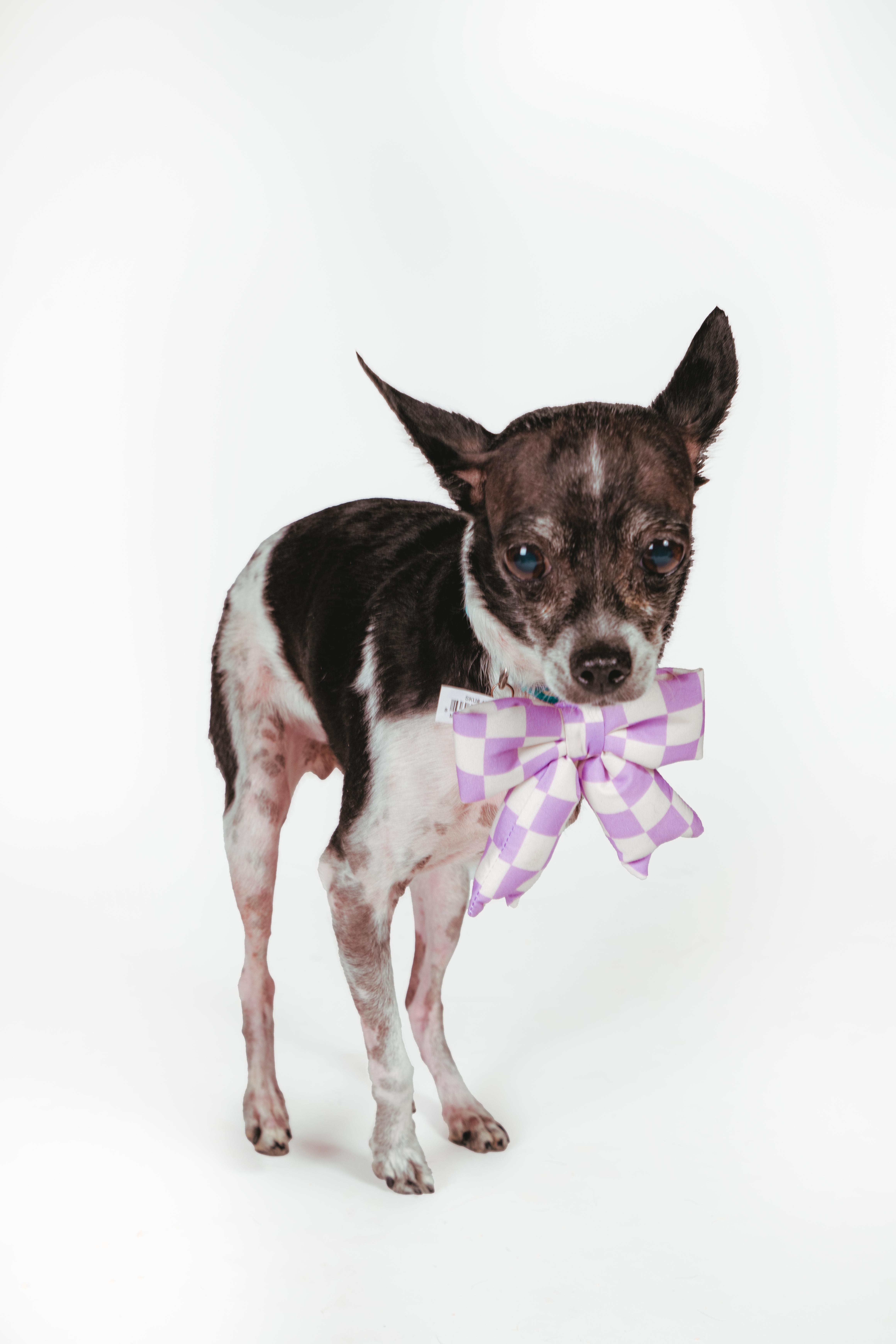 Enlarge Molli, an adoptable Chihuahua in West Hollywood, CA image 5/6