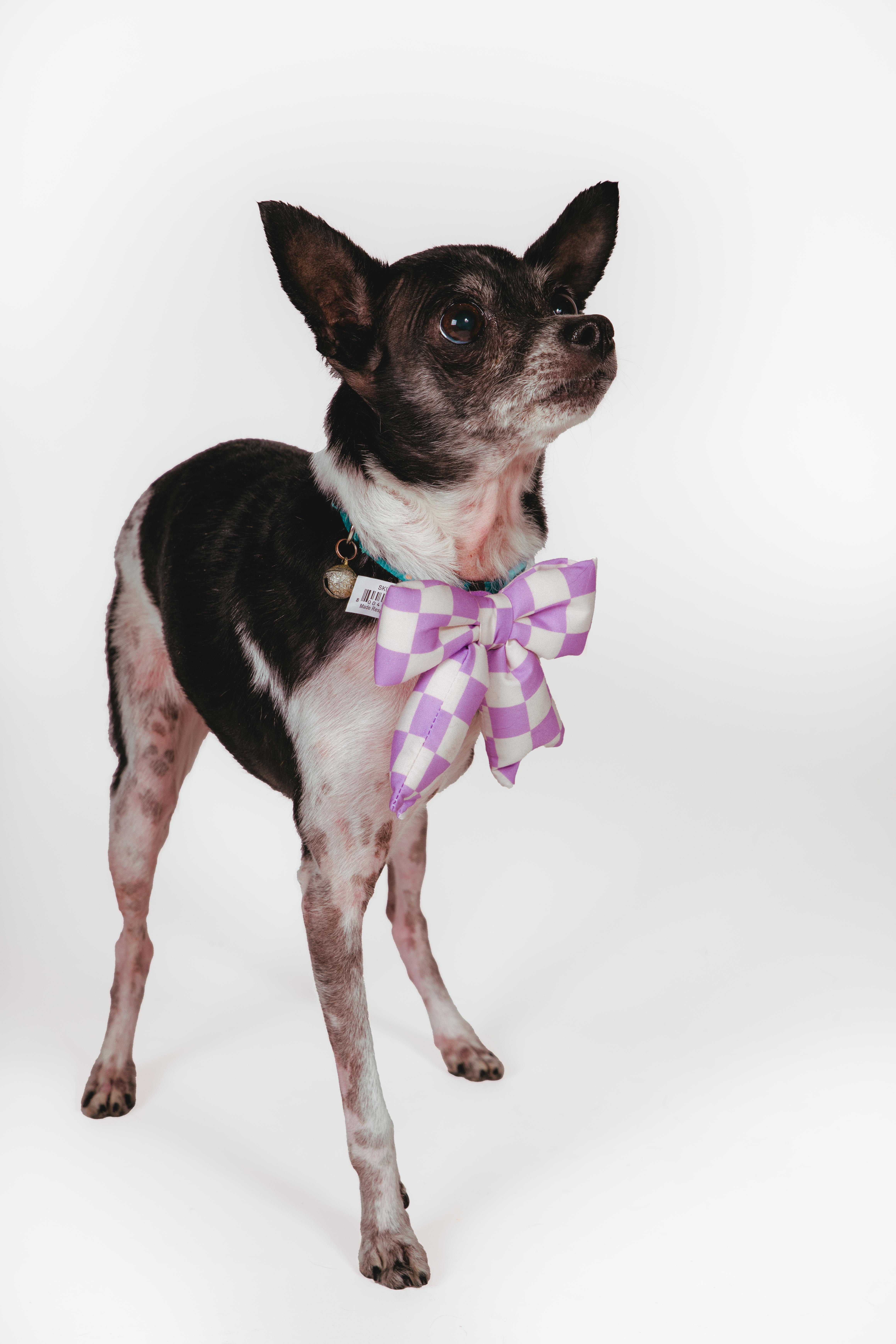 Enlarge Molli, an adoptable Chihuahua in West Hollywood, CA image 2/6