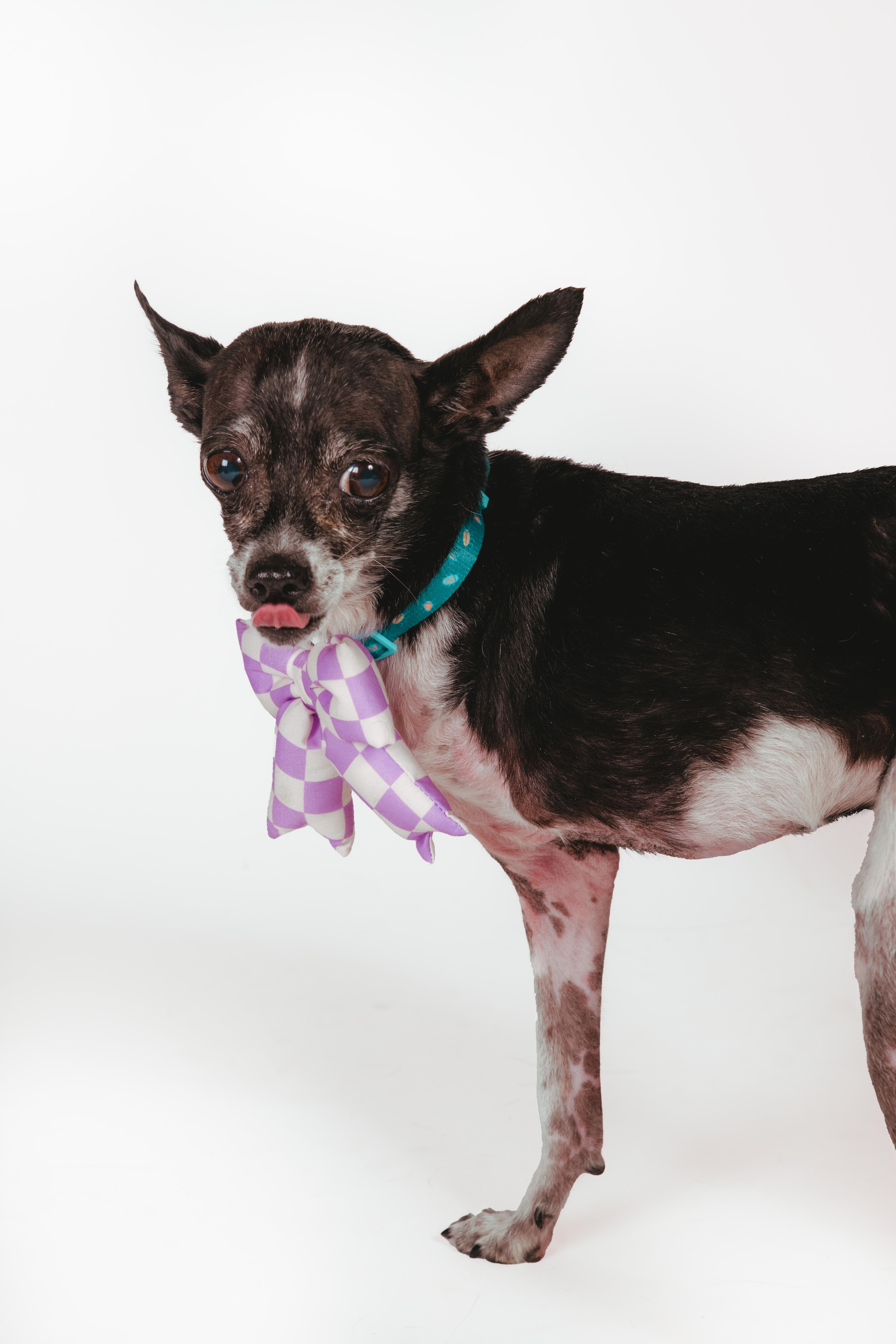 Enlarge Molli, an adoptable Chihuahua in West Hollywood, CA image 3/6
