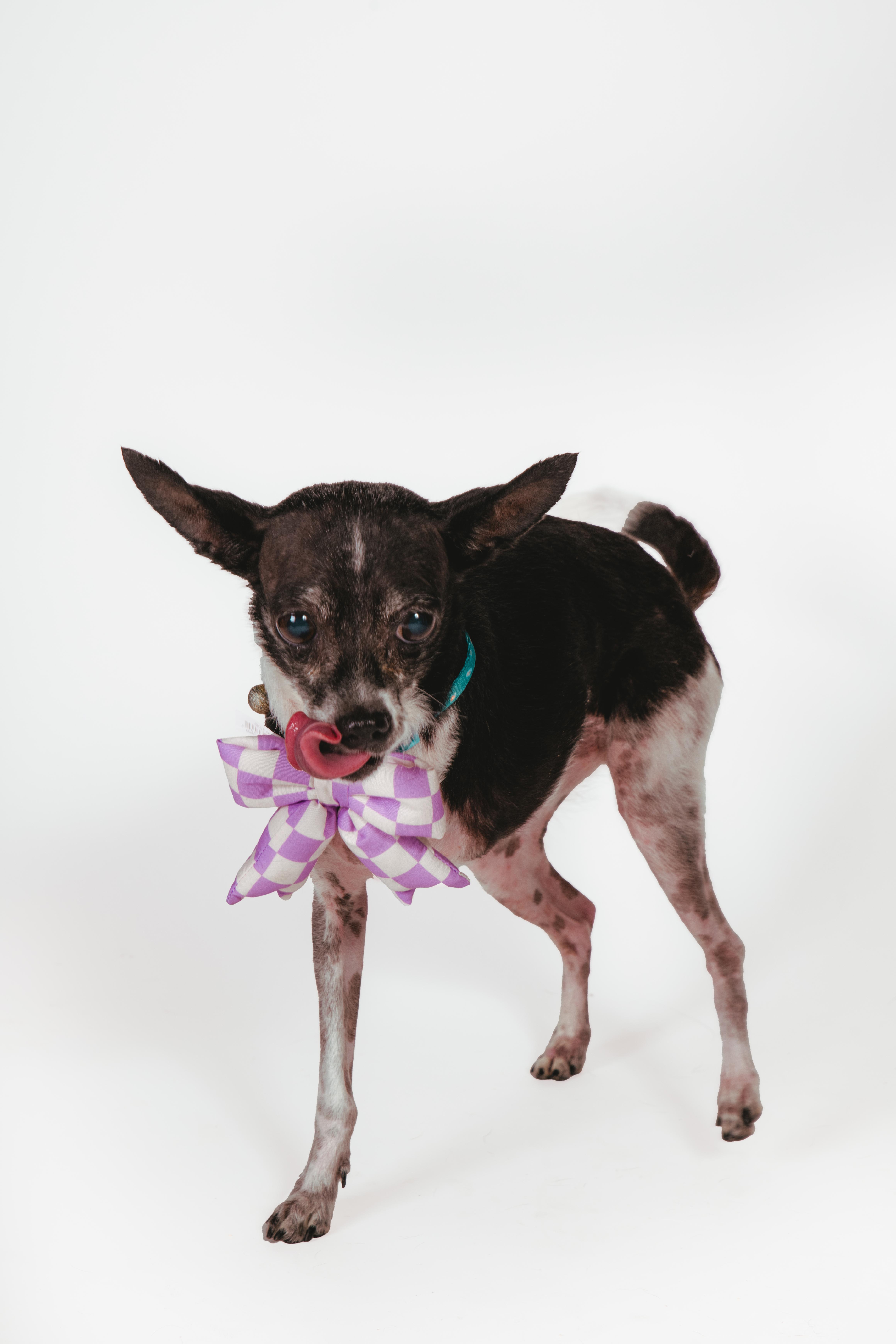 Enlarge Molli, an adoptable Chihuahua in West Hollywood, CA image 6/6