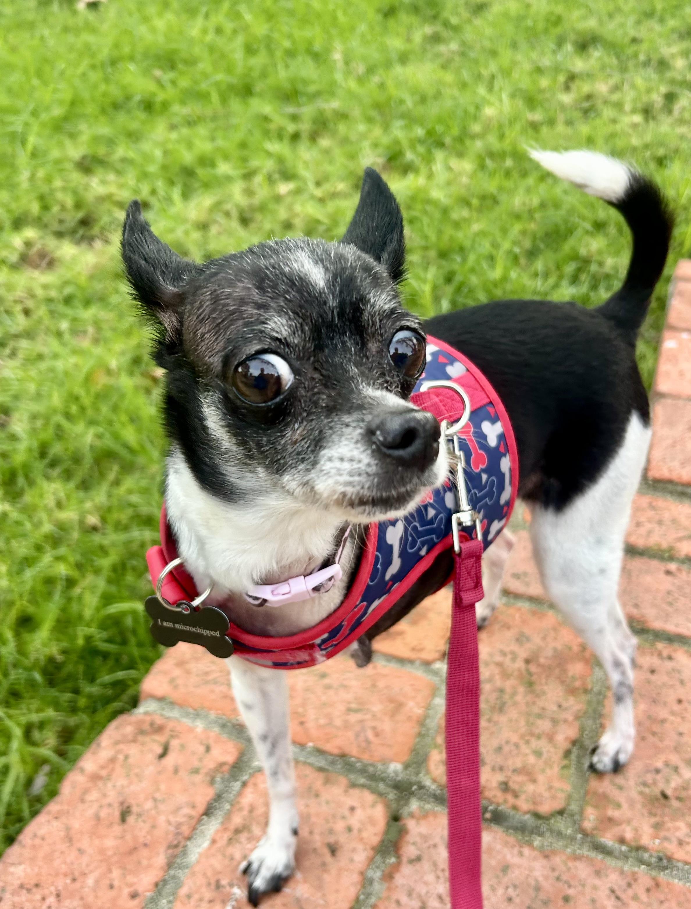Enlarge Molli, a ADOPTABLE Chihuahua in West Hollywood, CA image 2/6