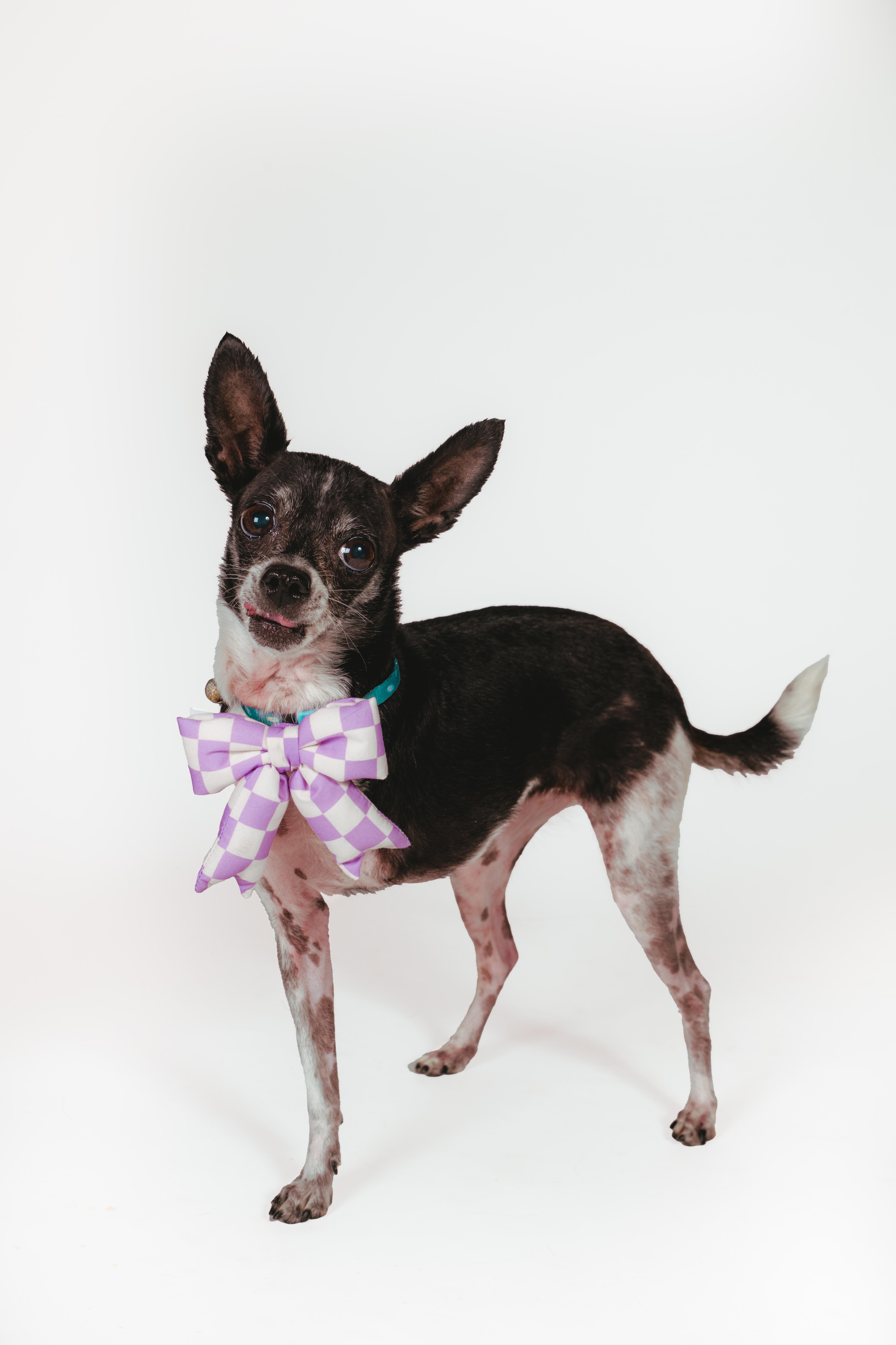 Enlarge Molli, an adoptable Chihuahua in West Hollywood, CA image 4/6