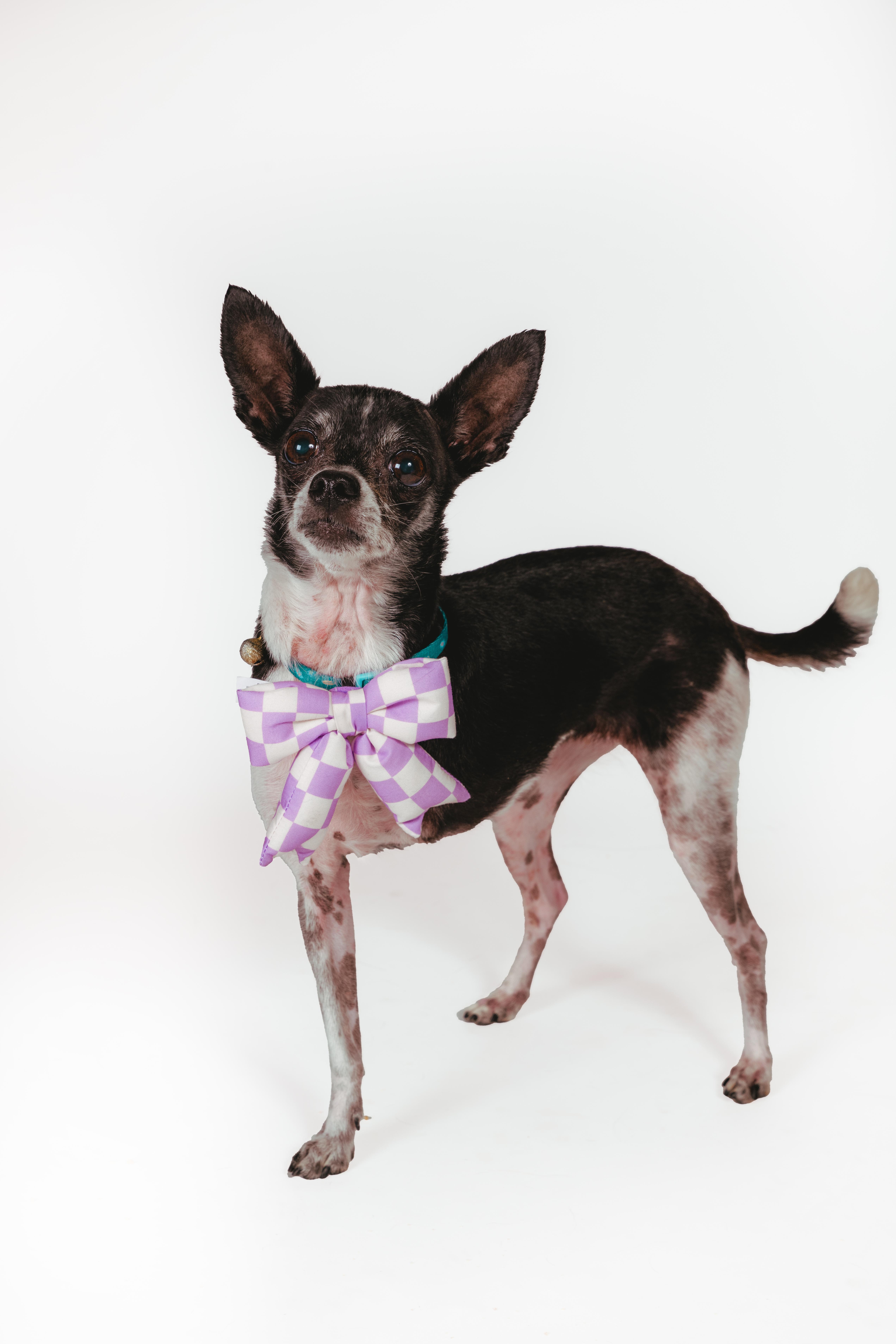 Molli, adoptable, Senior Female Chihuahua.