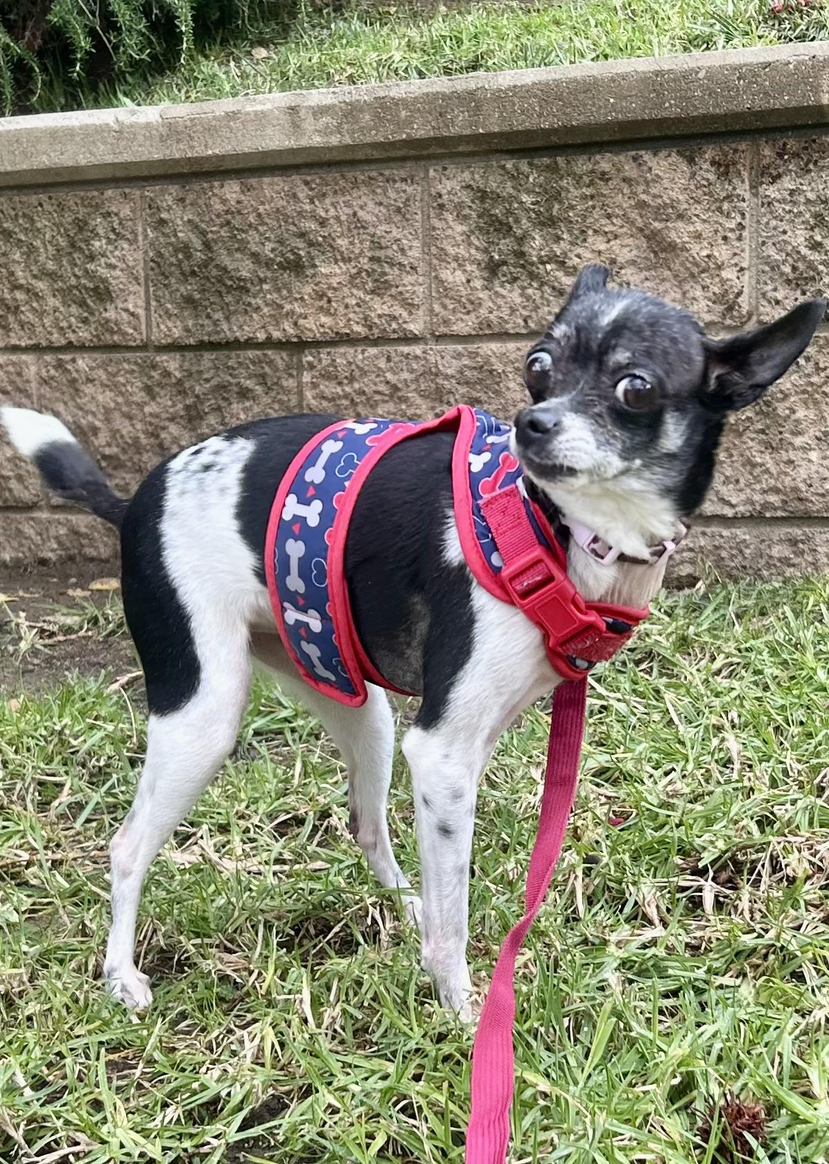Enlarge Molli, a ADOPTABLE Chihuahua in West Hollywood, CA image 3/6